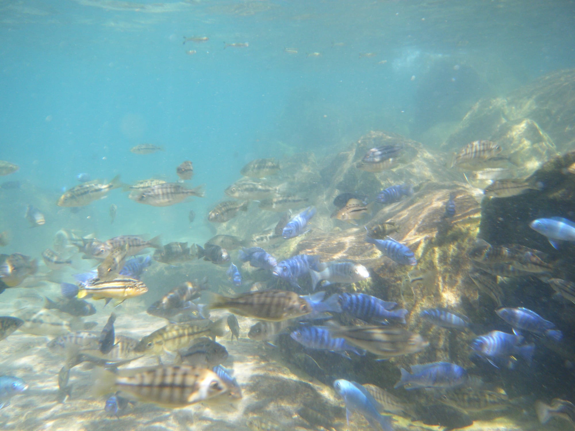 A crowd of small striped fish, many bright blue, swimming over sunlit rocks and sand in clear water