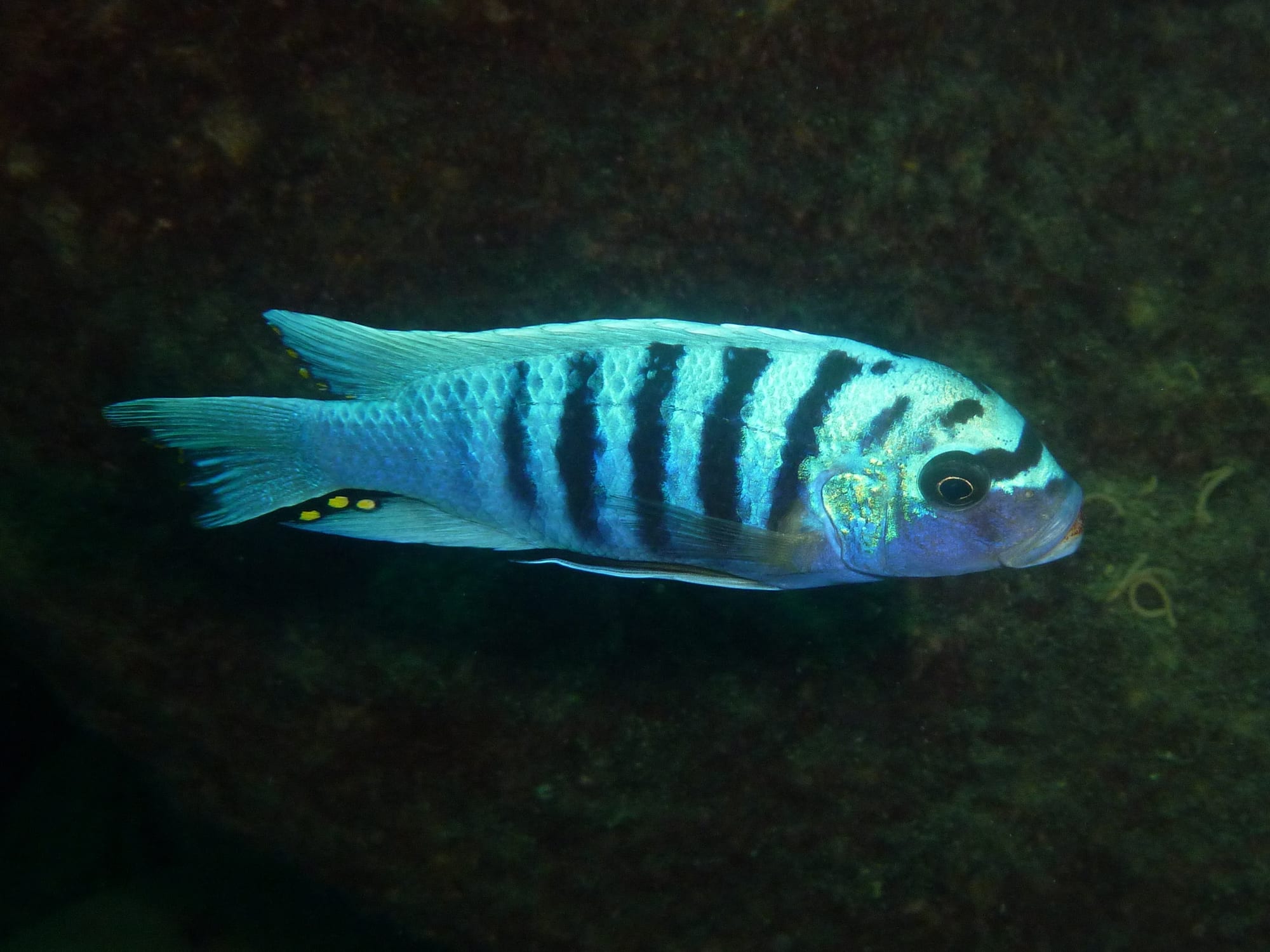A pale blue fish with bold black vertical bars and small yellow spots on its lower rear fin, swimming against a dark background