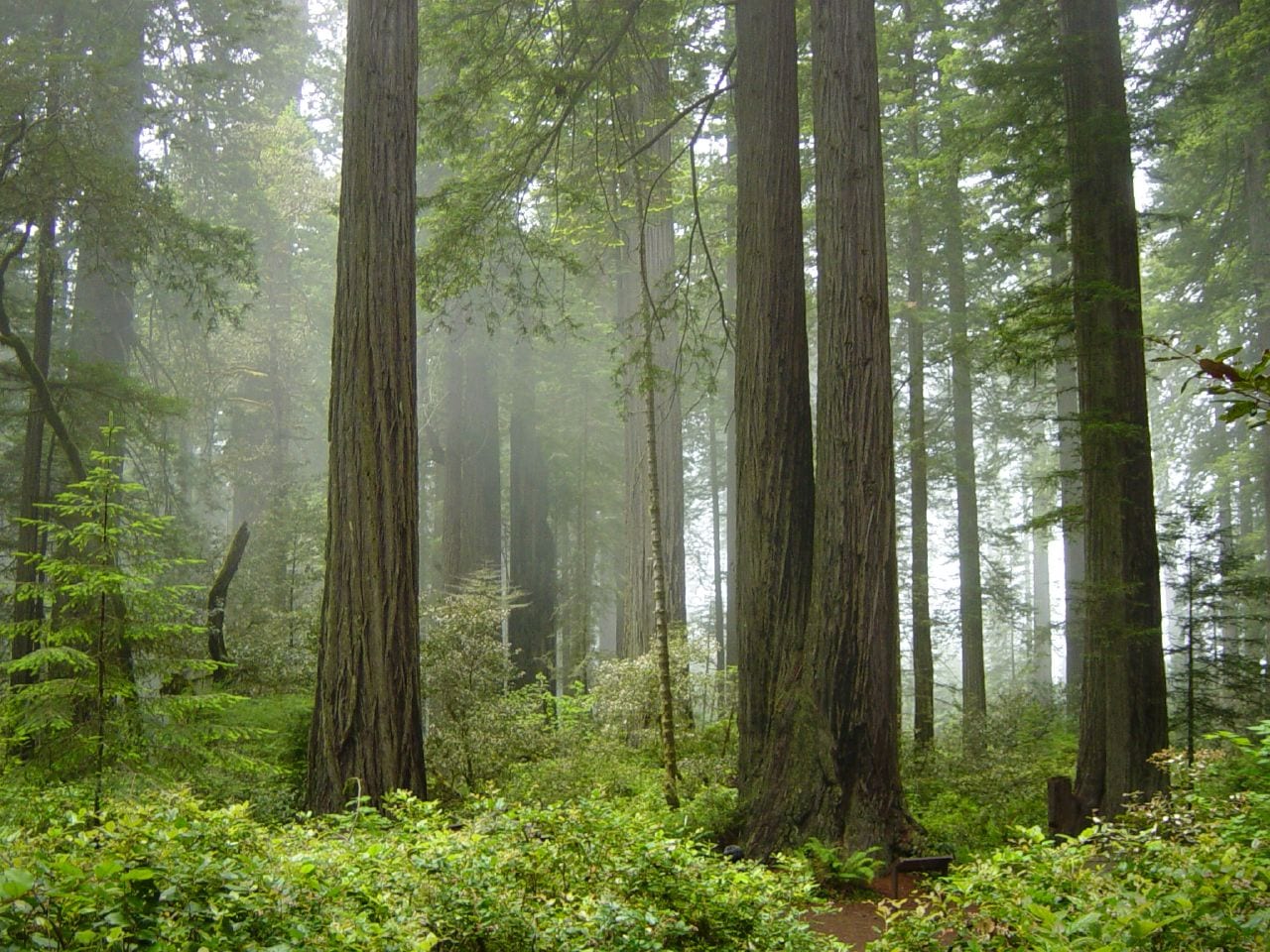 Tall, straight reddish-brown tree trunks rising through misty air above a dense green understorey of shrubs and ferns