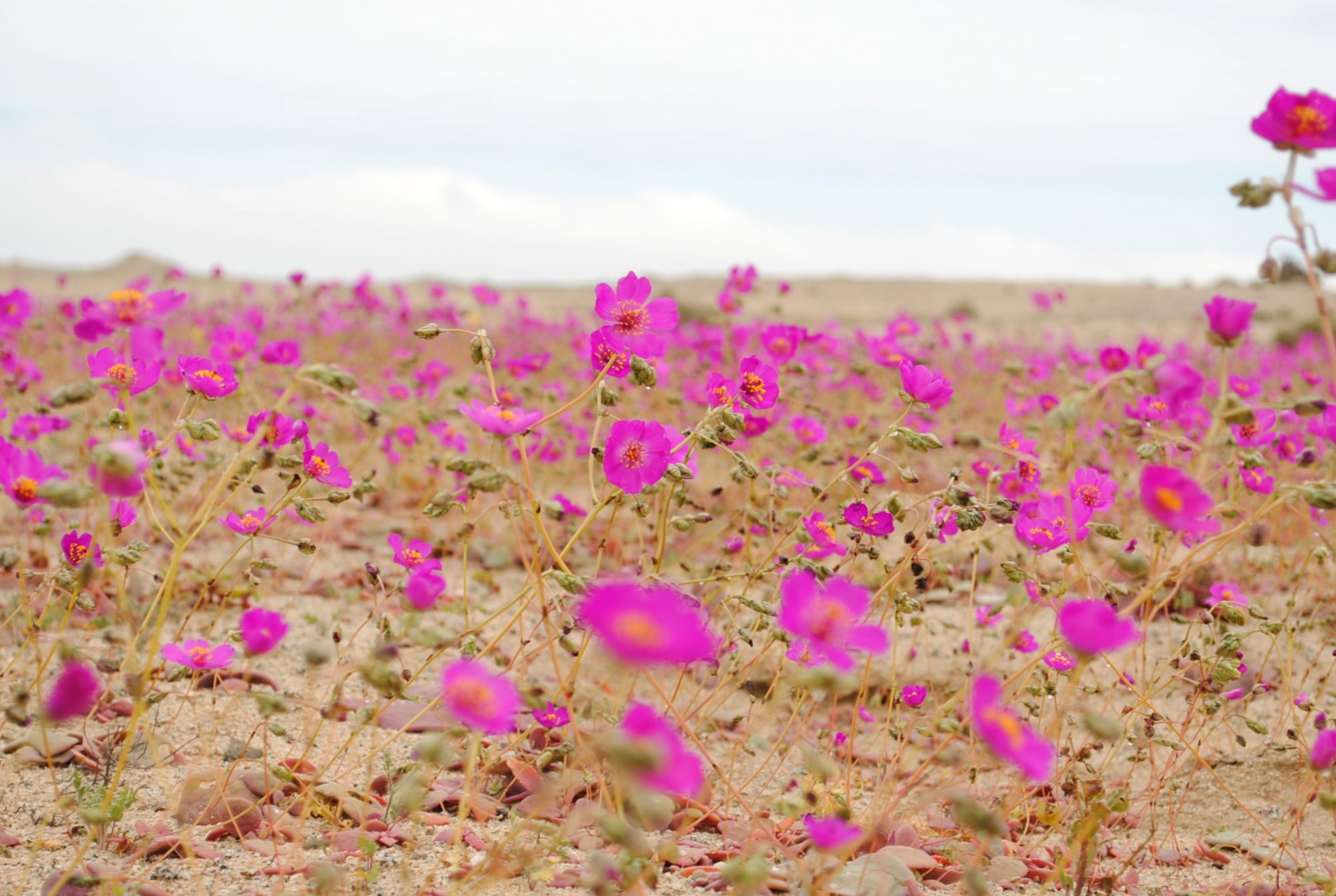 A carpet of bright magenta flowers on thin stems spreading across bare sandy ground under a grey sky