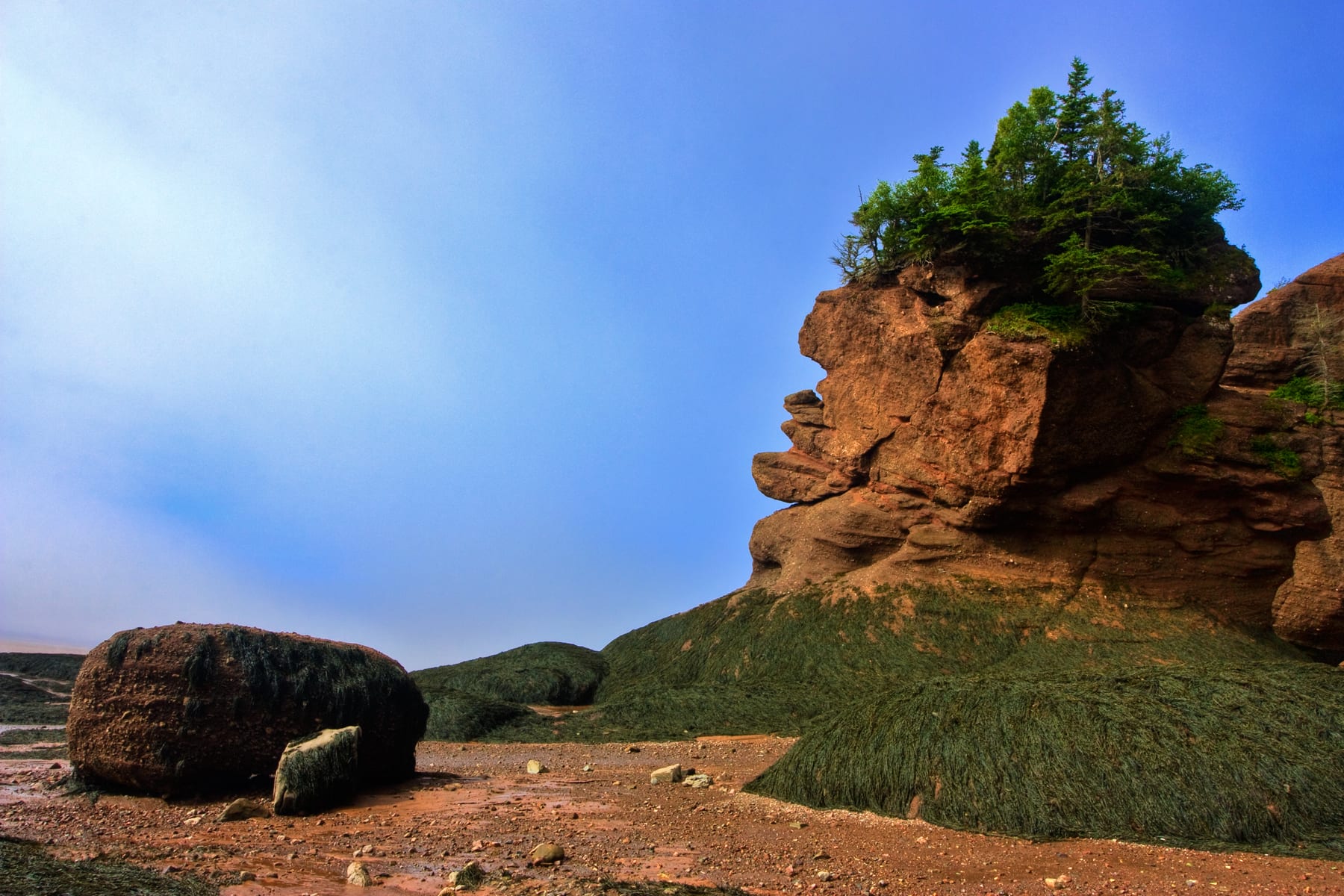 A red sandstone sea stack topped with small spruce trees, its lower part covered in dark green seaweed, standing on a wet seabed