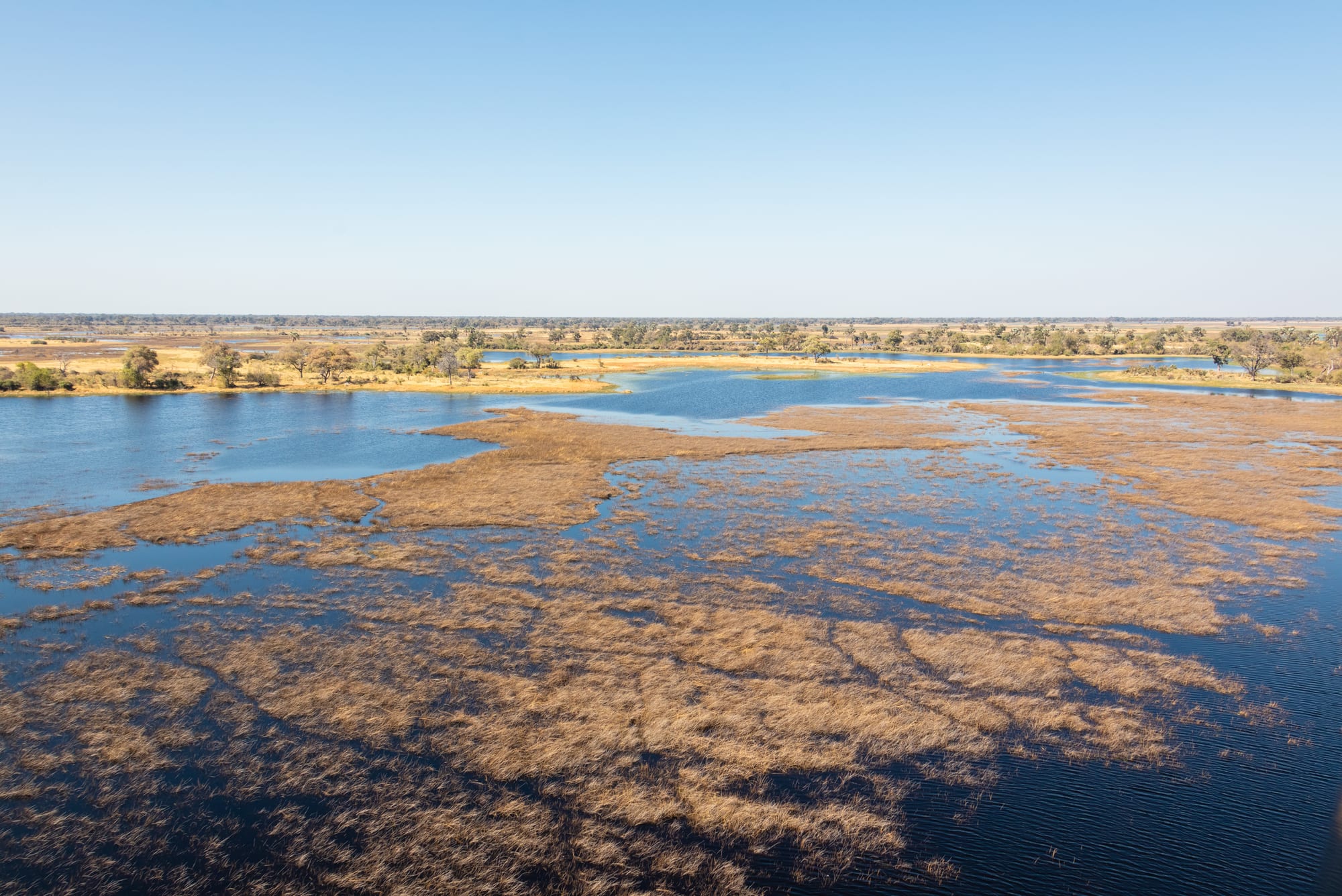 Shallow blue water dotted with patches of golden grass stretching to a flat horizon of trees under a clear sky