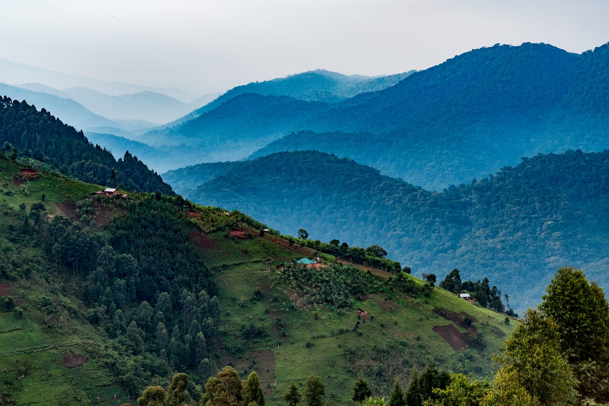 A green hillside of small farms and scattered houses in front of layers of dark forested ridges fading into haze