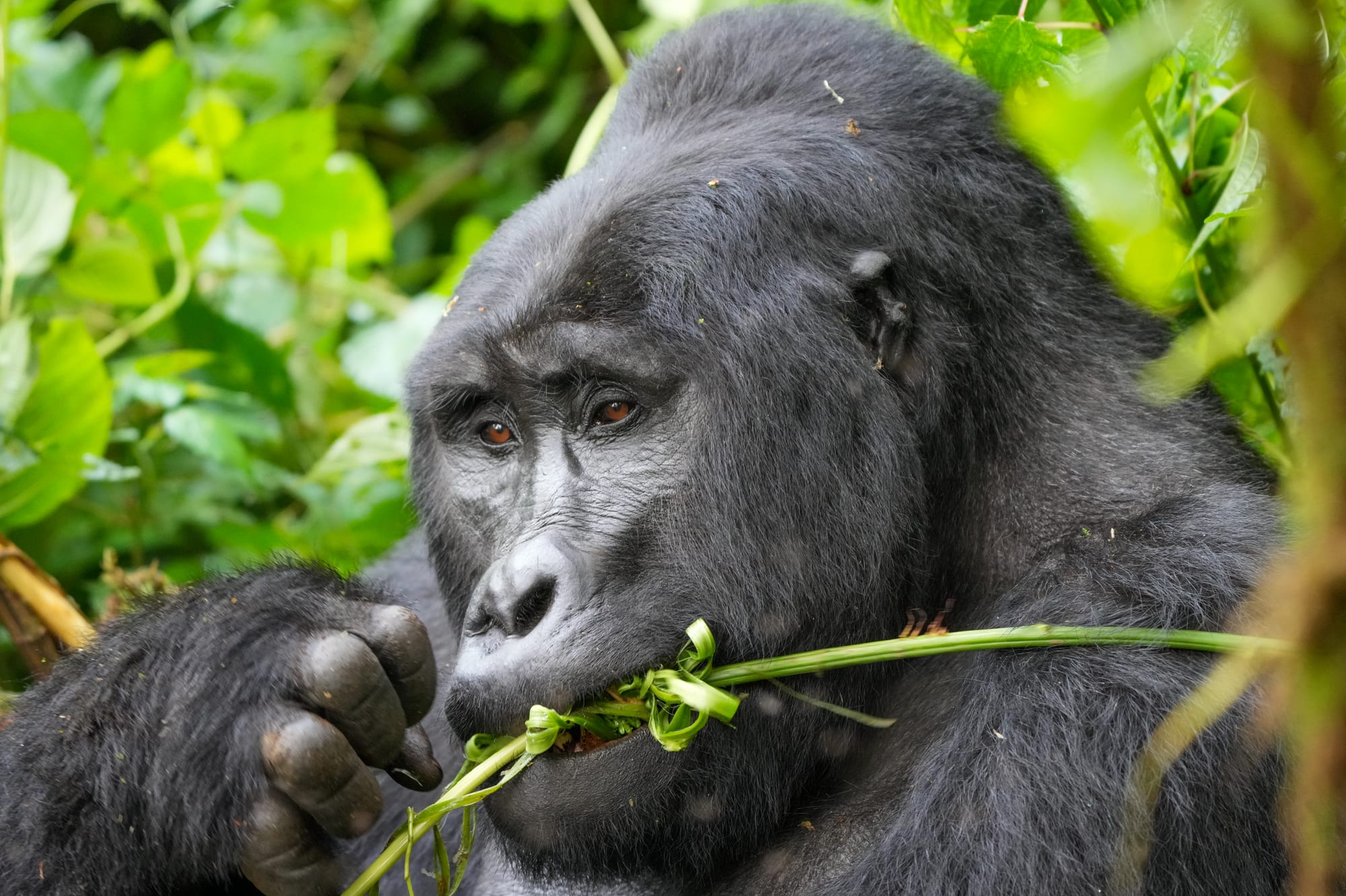 A close-up of a large black-furred gorilla with brown eyes chewing a green stem among dense leaves