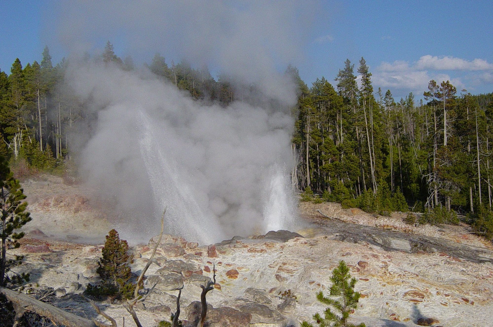 Jets of water and a large cloud of steam rising from a pale, rocky slope surrounded by pine trees