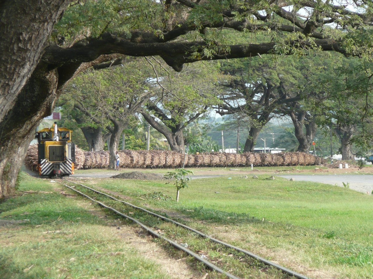 A small yellow locomotive pulling a long line of wagons stacked with cut sugar cane under large shade trees