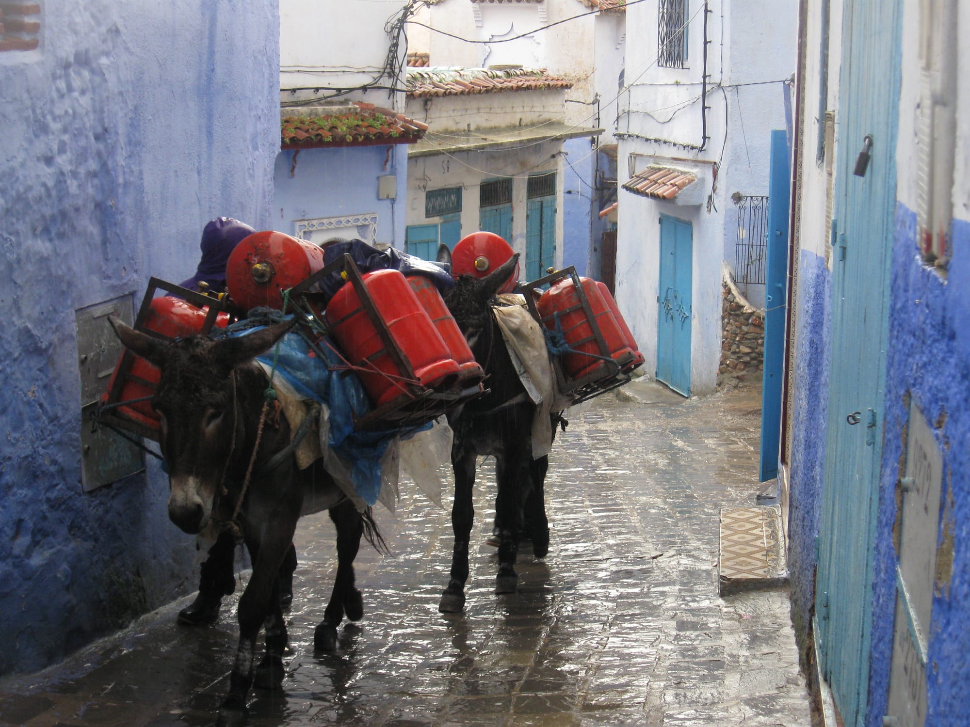 Two donkeys loaded with red gas cylinders walking up a wet, narrow lane between blue-painted walls and turquoise doors
