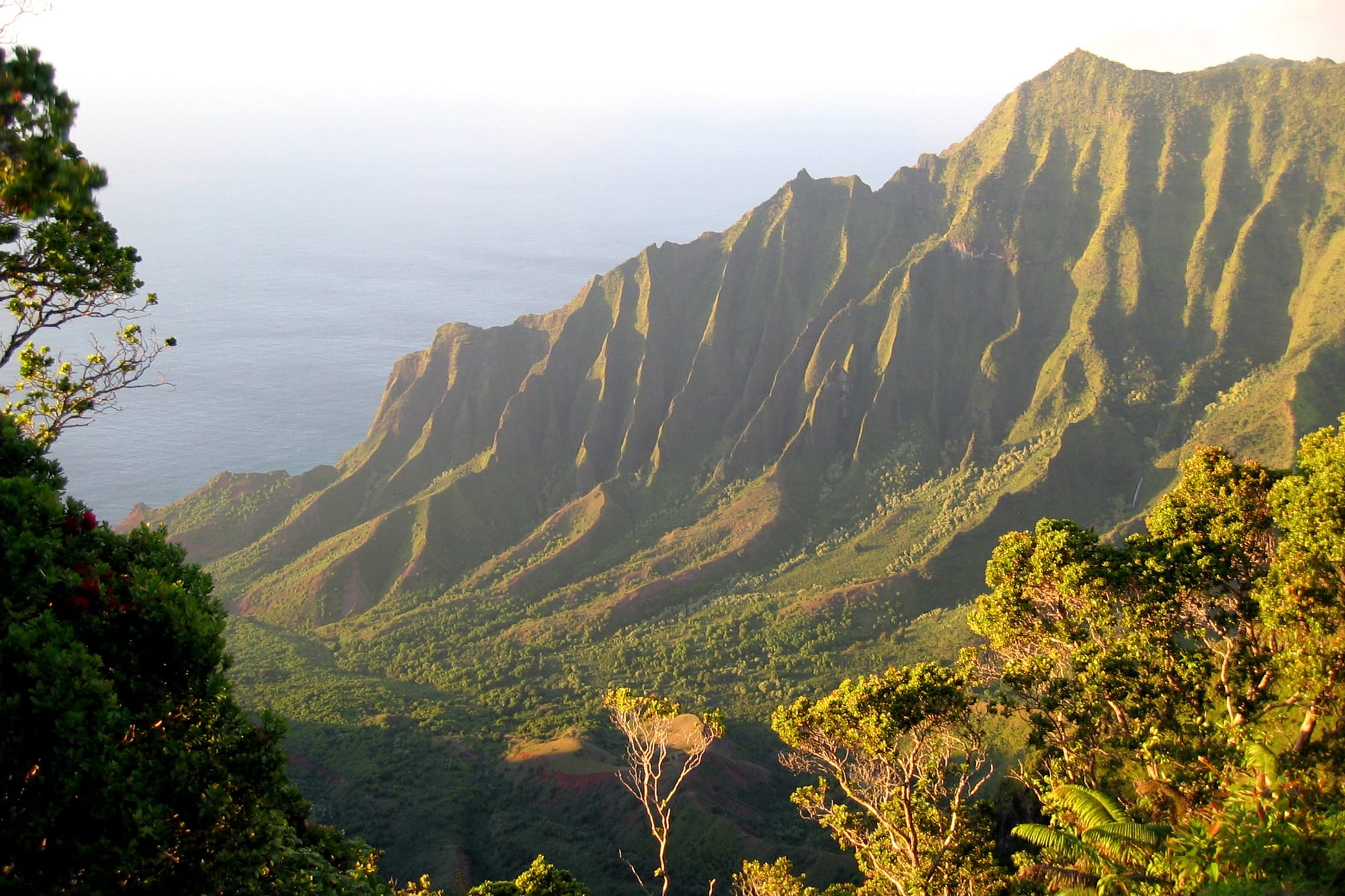 Steep, deeply fluted green ridges dropping into a wide valley and the sea, seen from a forested overlook in late-afternoon light