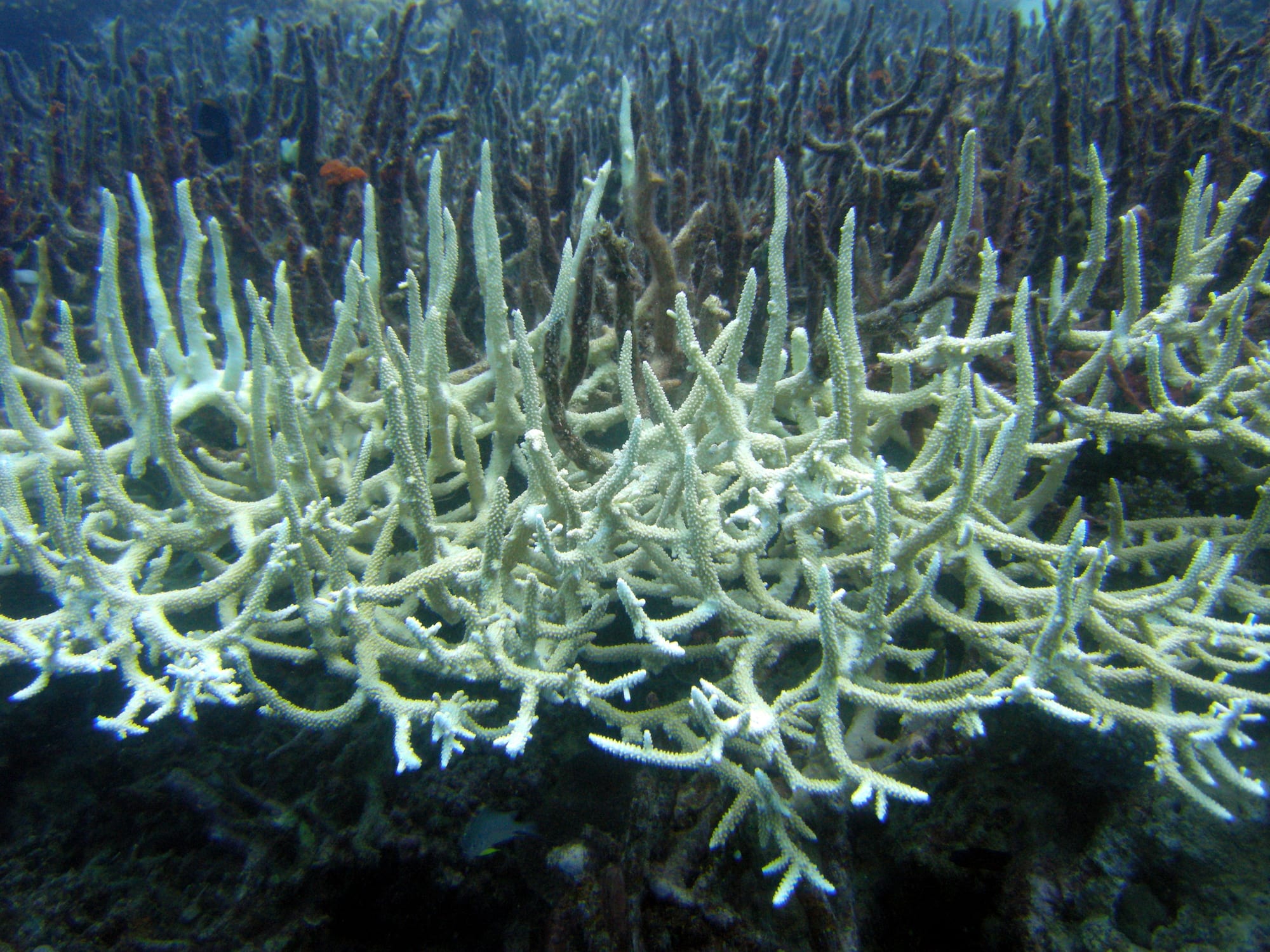 Branching staghorn coral turned pale white in the foreground, with darker brown coral branches behind it underwater