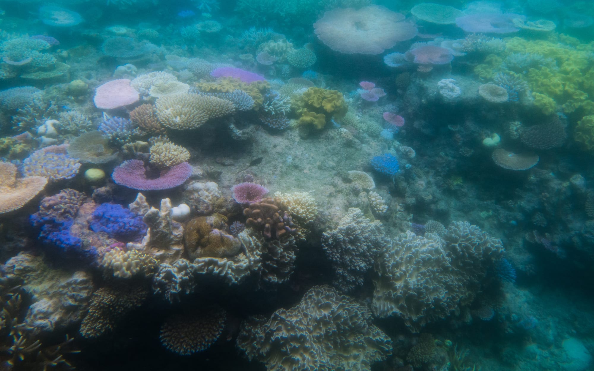 An underwater reef scene of many coral colonies, some pale and washed-out, others still pink, purple, blue and yellow
