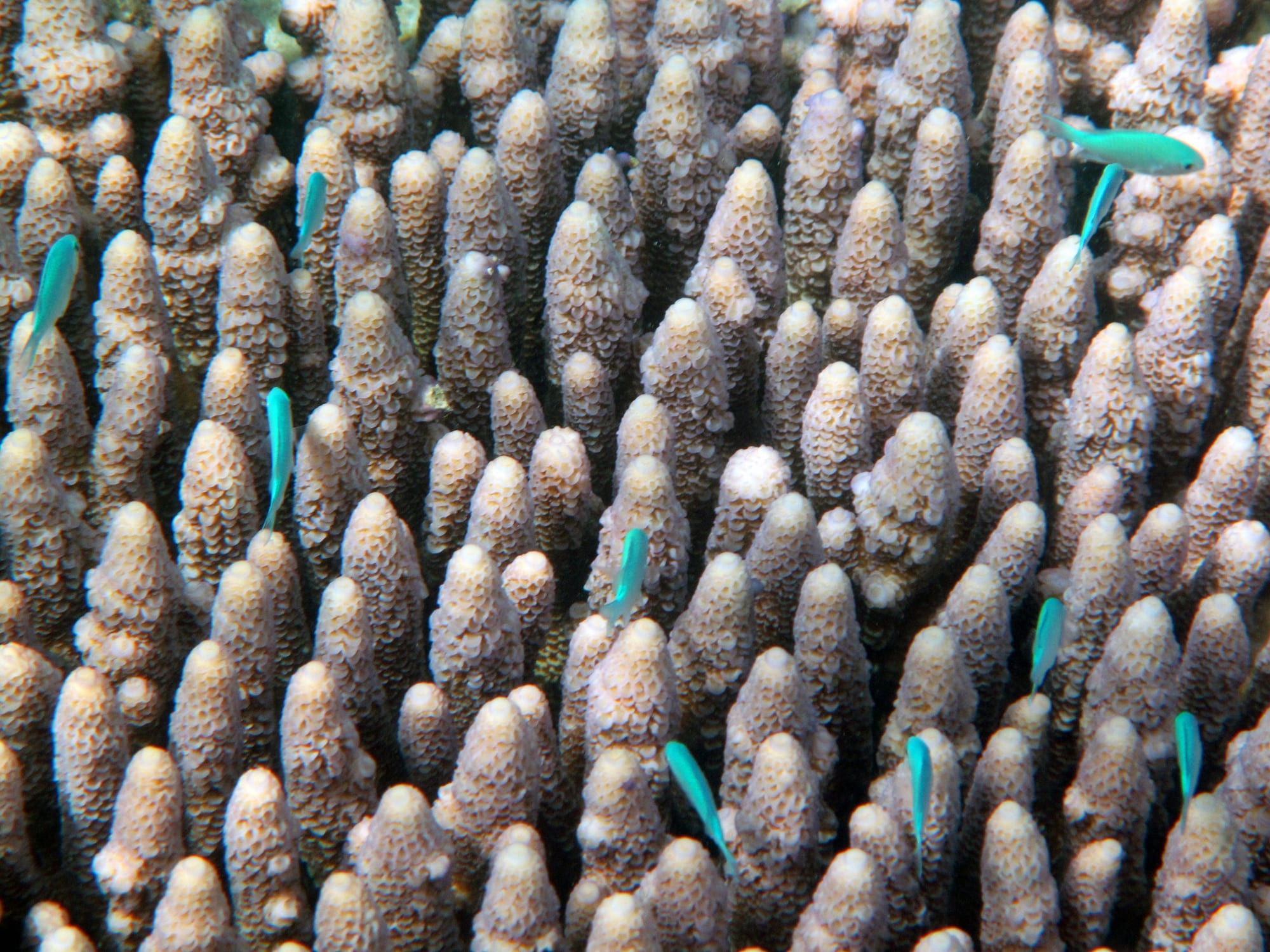 A dense field of finger-shaped, light brown coral branches with small turquoise fish swimming among them
