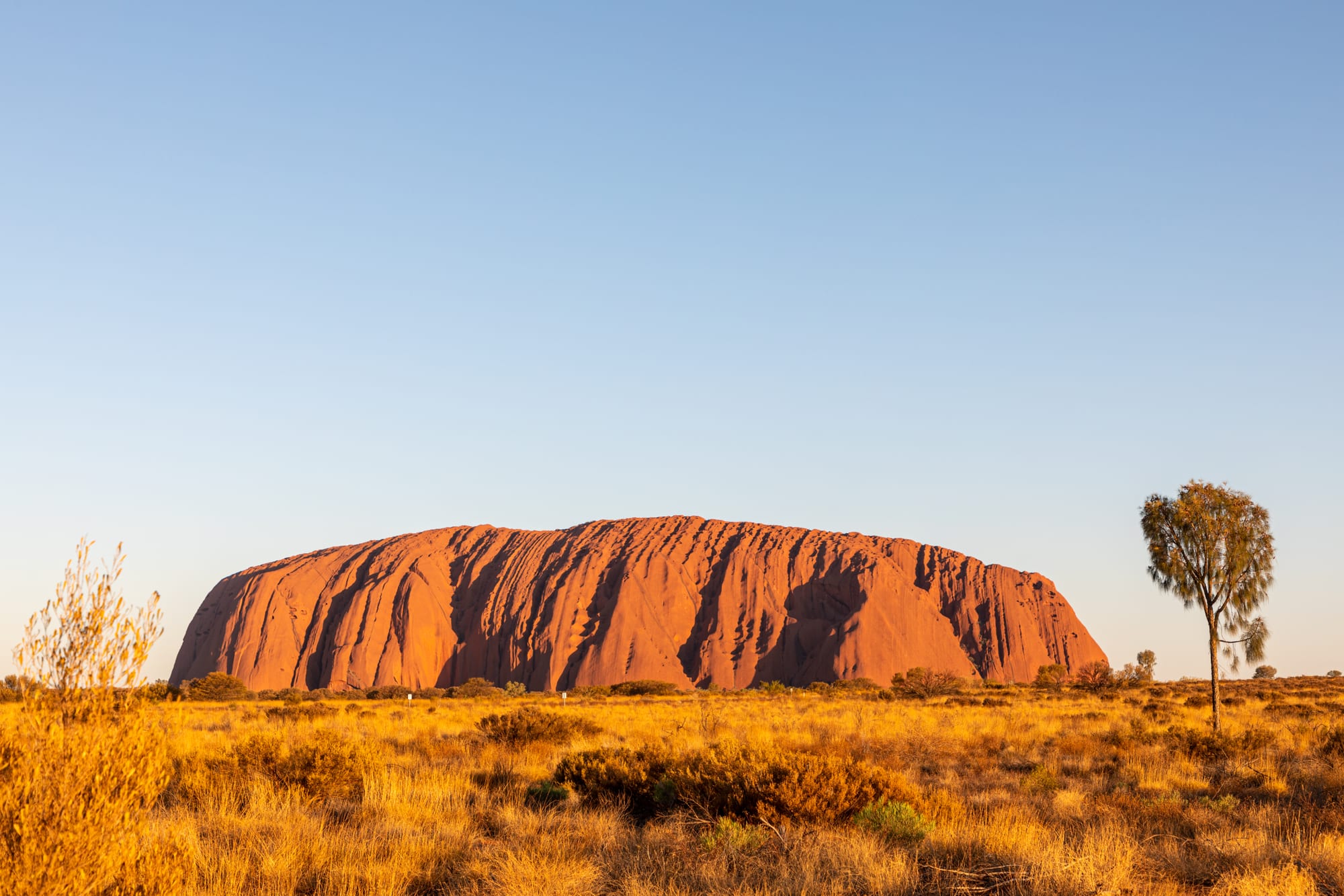 A long, rounded rock glowing deep orange-red at sunset above golden desert grass, with a lone desert oak tree on the right