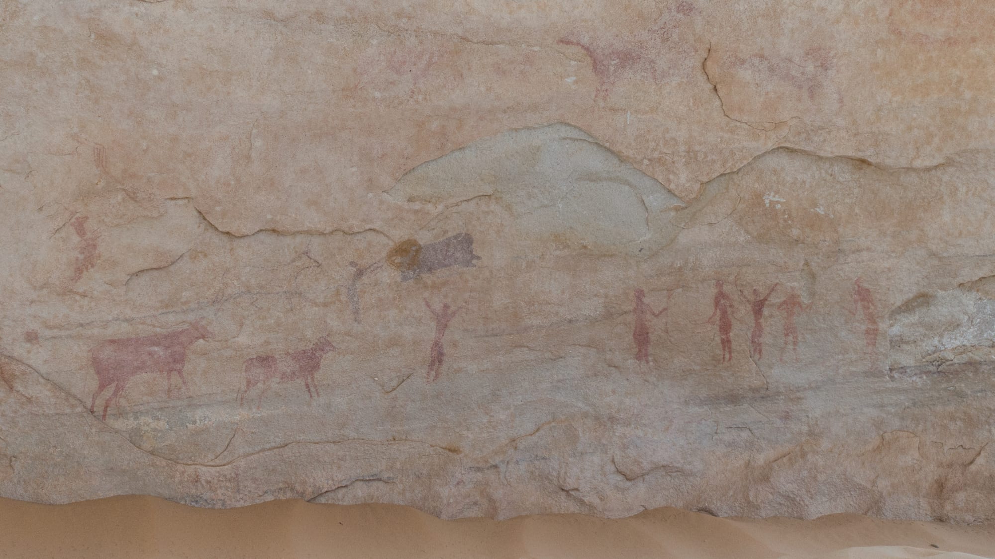Faded red ochre paintings of two cattle and a row of human figures with raised arms on a pale sandstone wall above sand