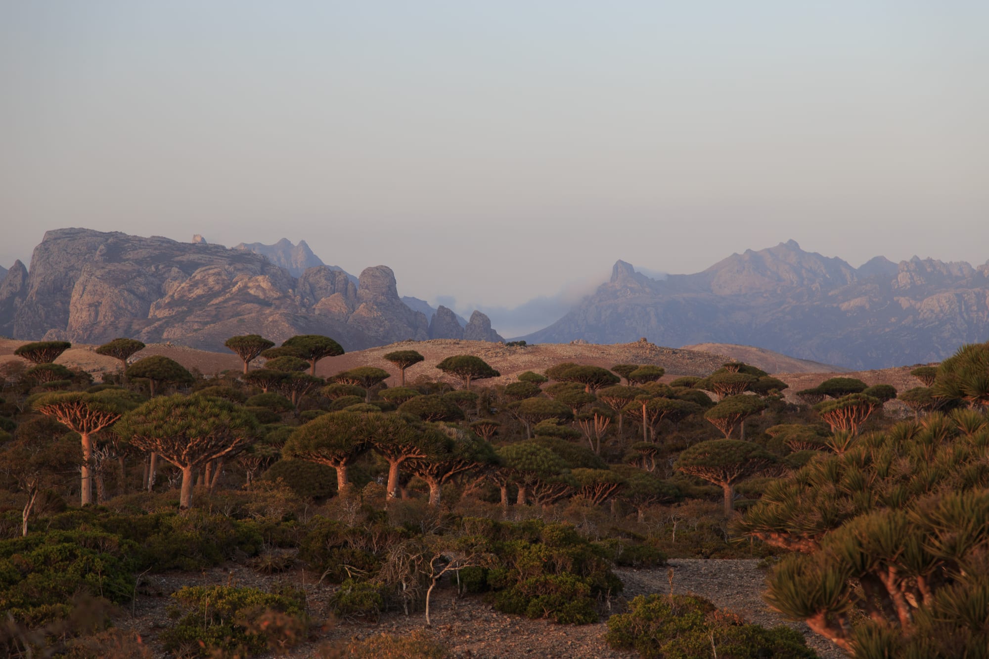 Unusual umbrella-shaped trees with red sap, scattered across a plateau at dawn