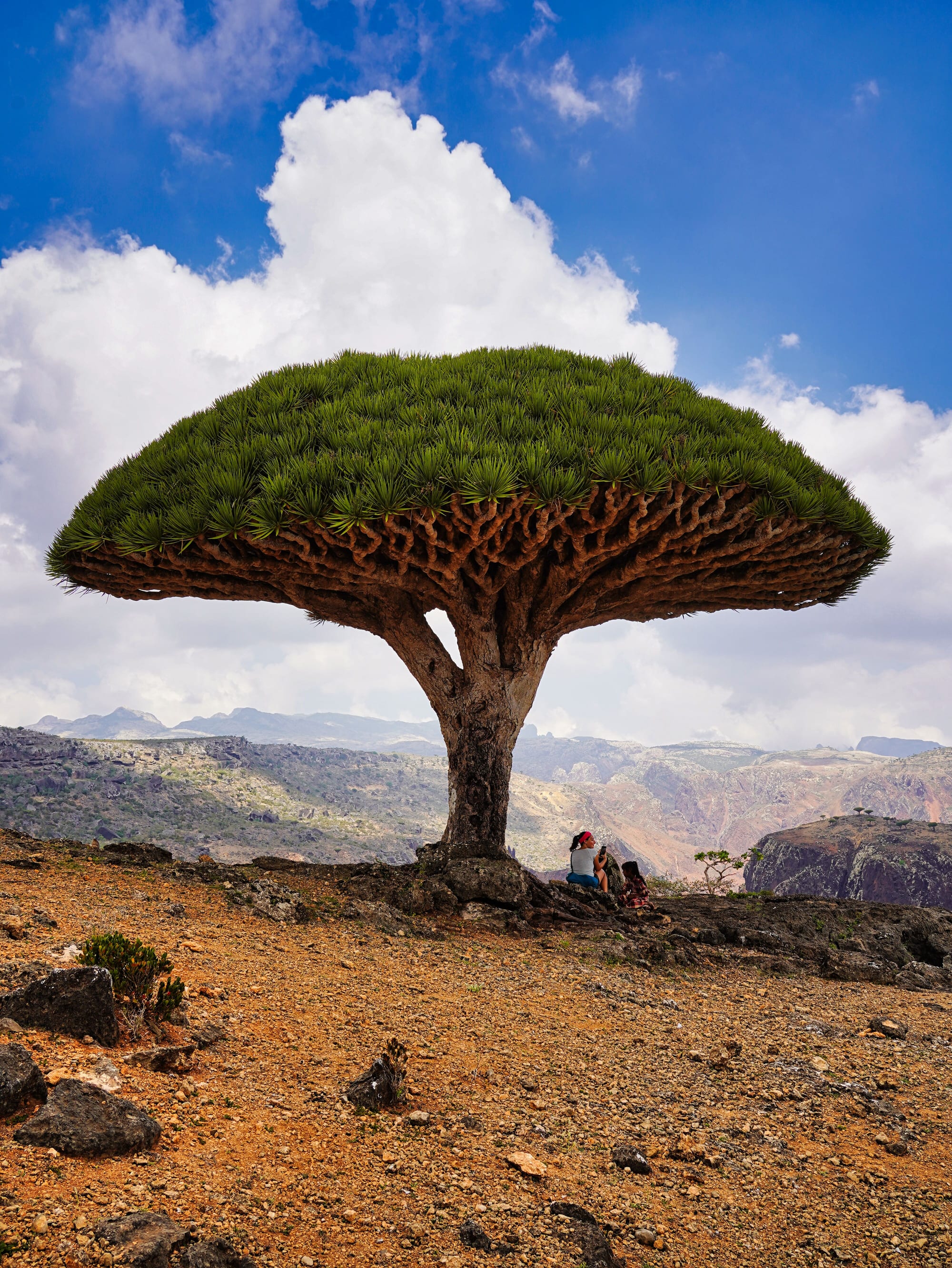 A close view of a dragon's blood tree with its umbrella-shaped canopy