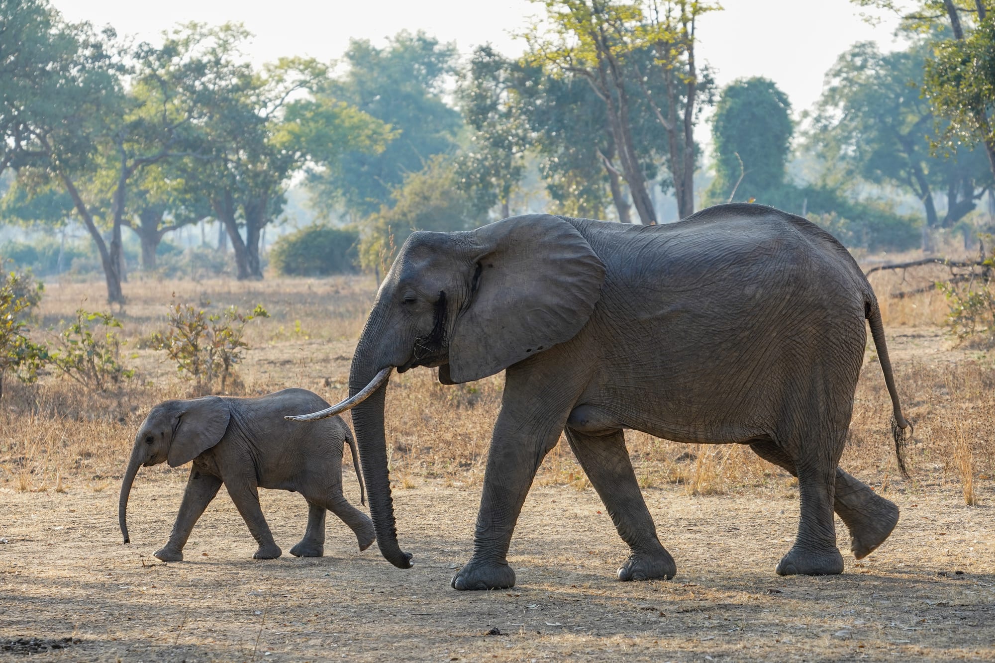 An elephant and calf walking together in a national park