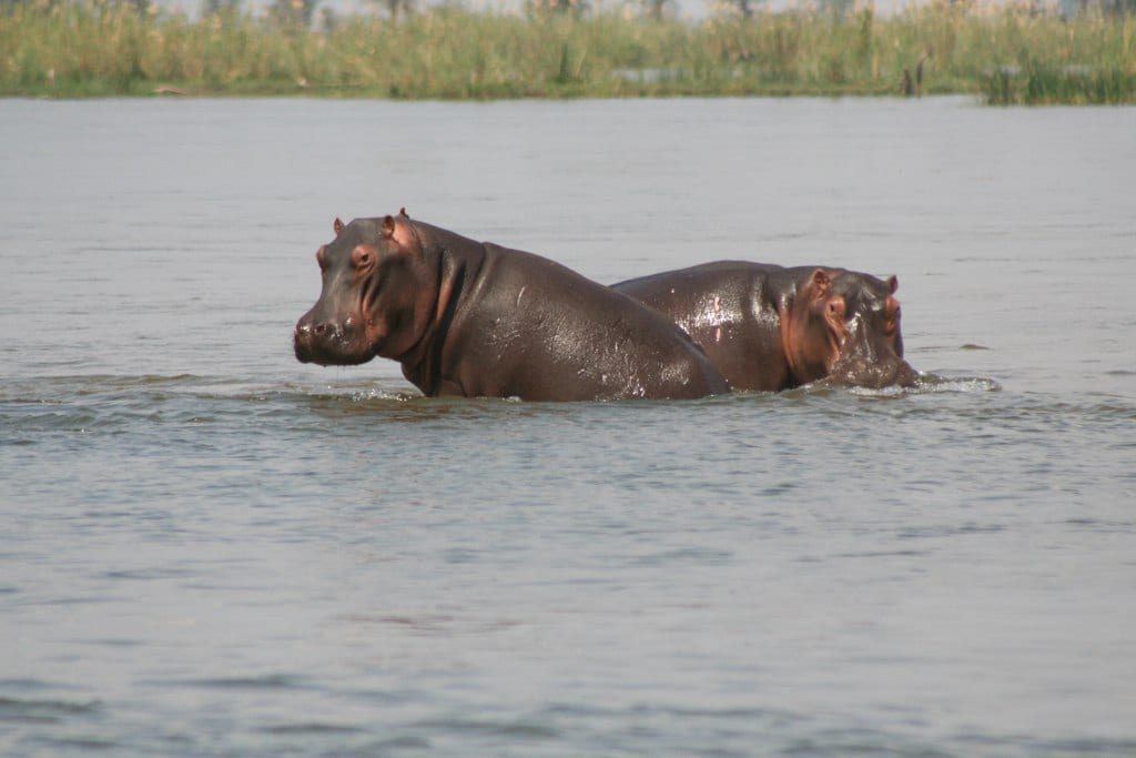 Two hippos wading in a wide river