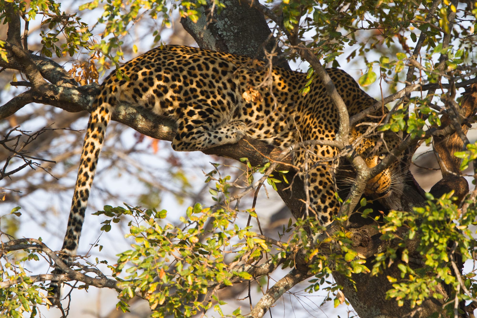 A leopard resting in the branches of a tree