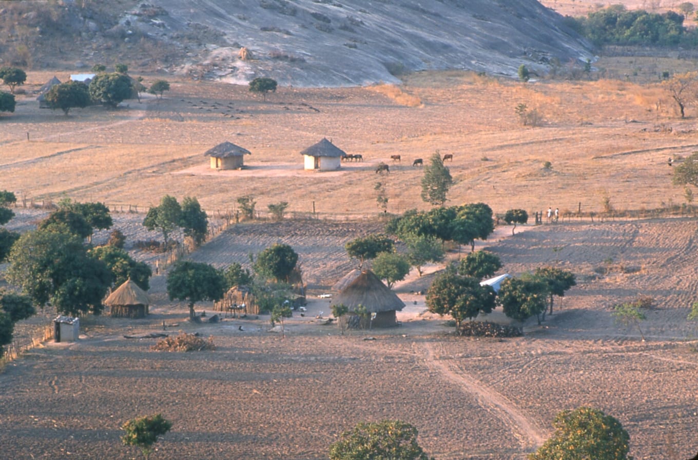 An aerial view of thatched round huts scattered across farmland, with cattle grazing nearby