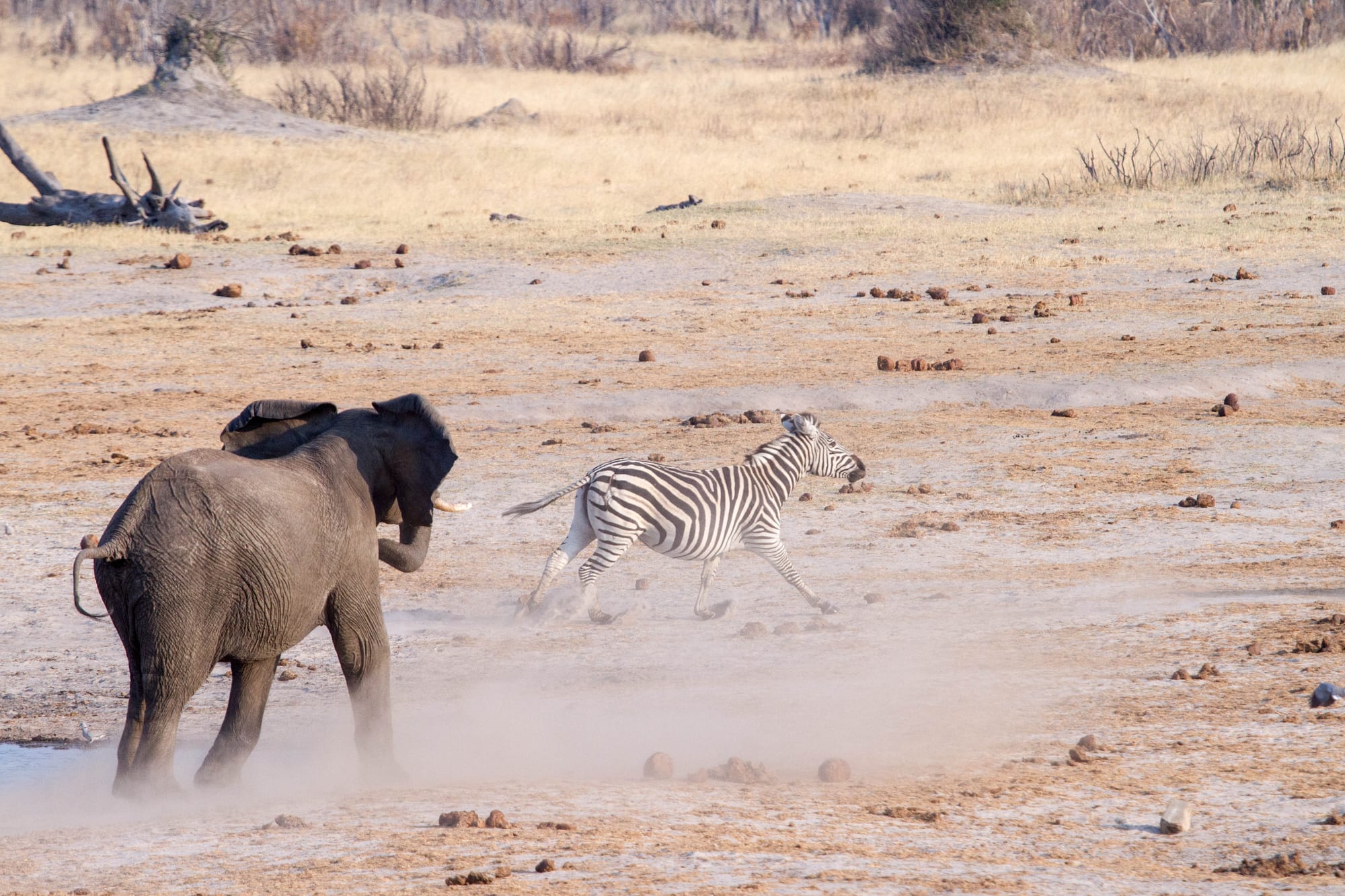 African wildlife gathered near a waterhole in a dry savanna landscape