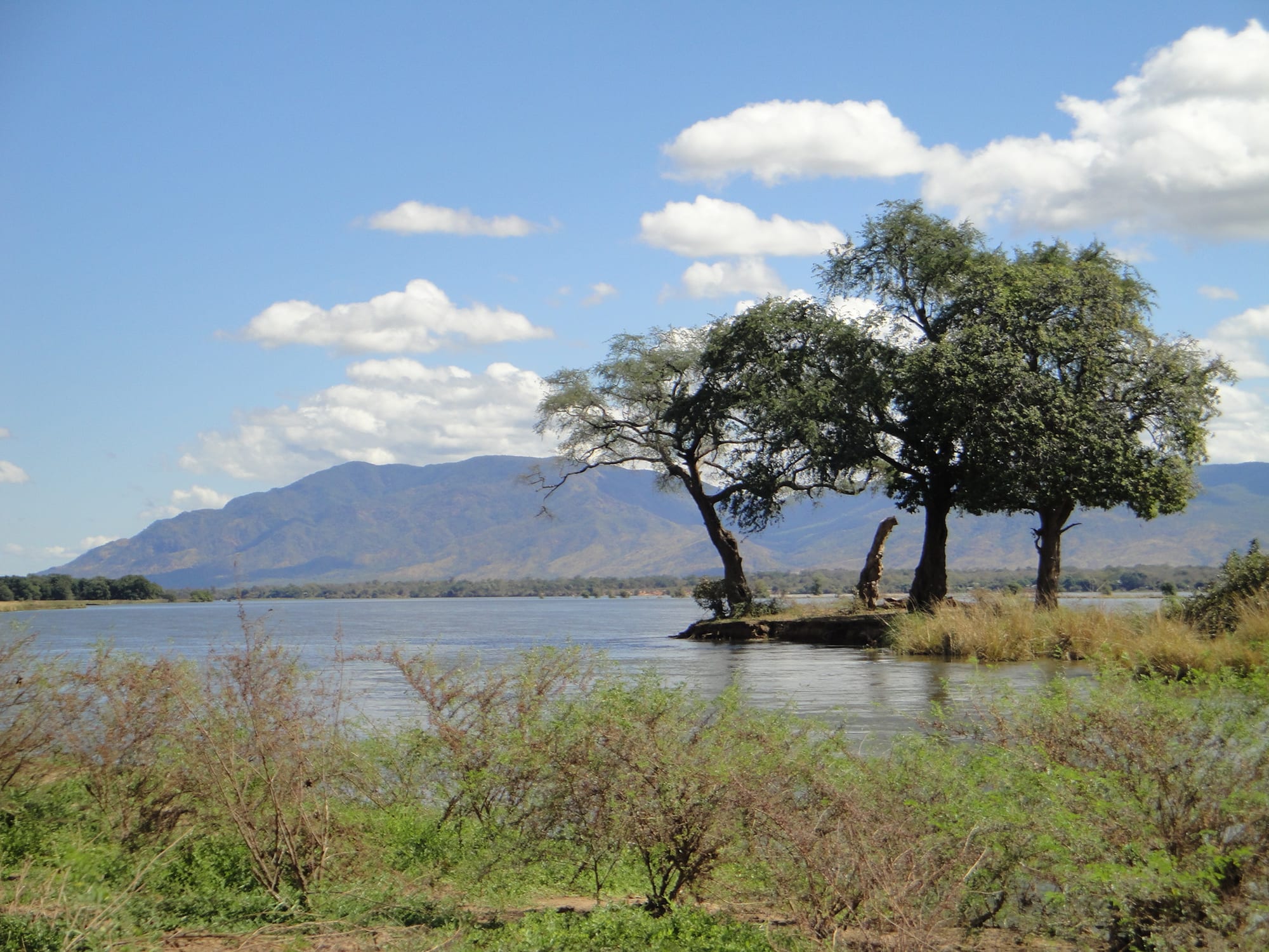 Ancient trees on a small island in a wide river, mountains behind