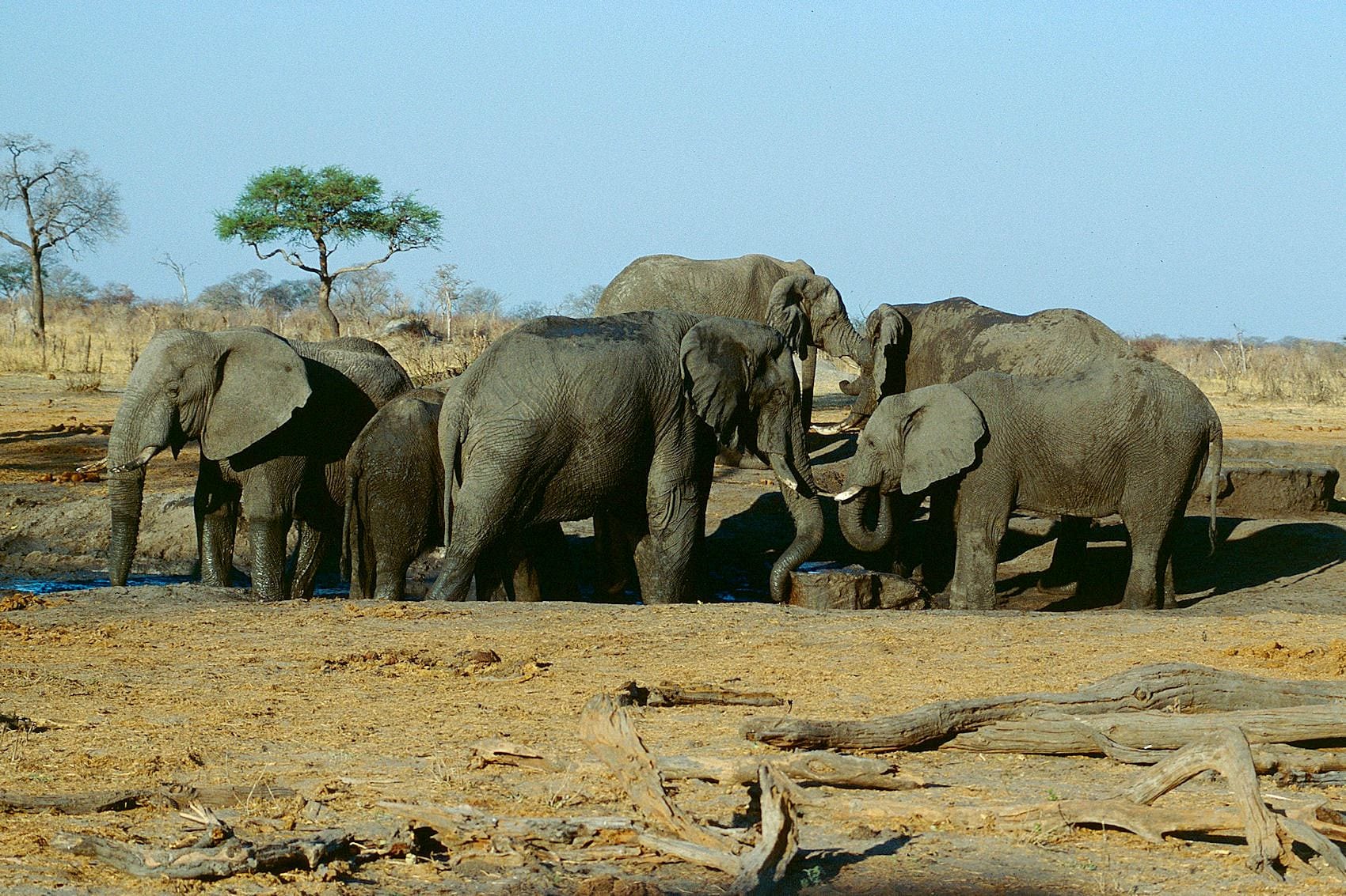 A large herd of elephants in a national park landscape