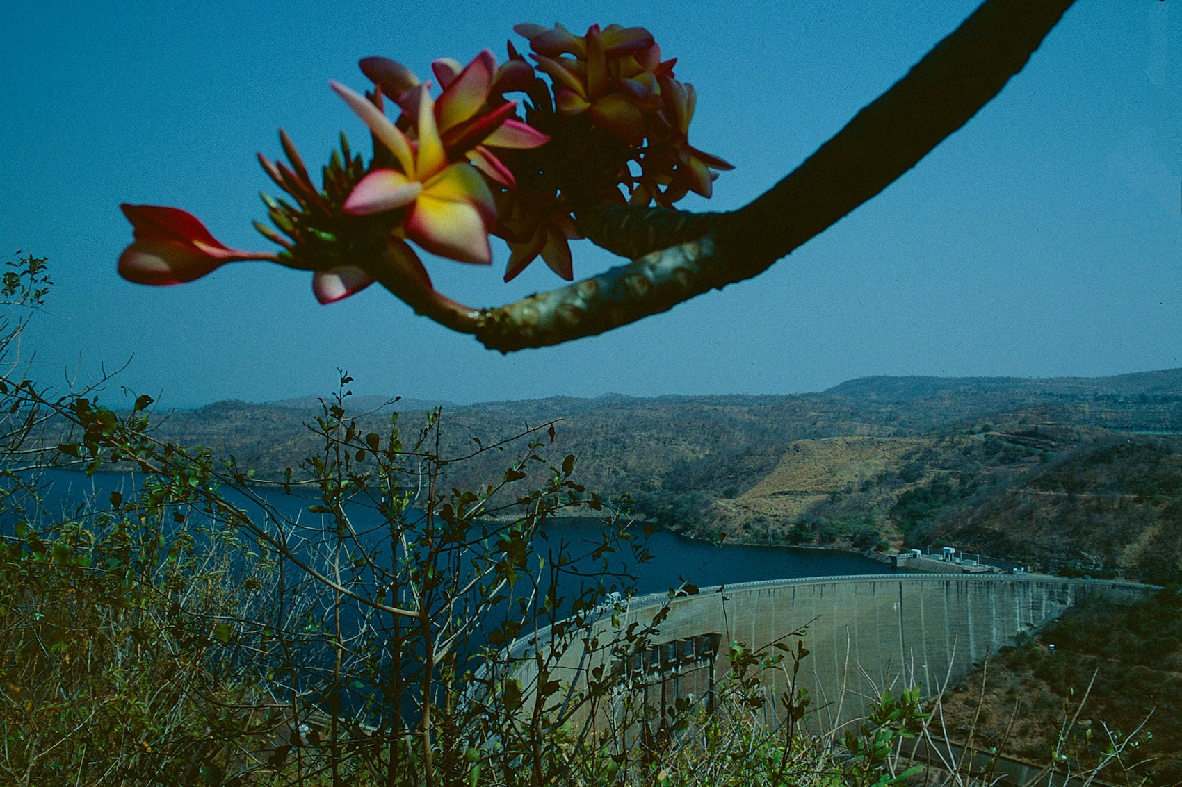 A massive curved dam wall holding back a large lake, framed by a flowering branch