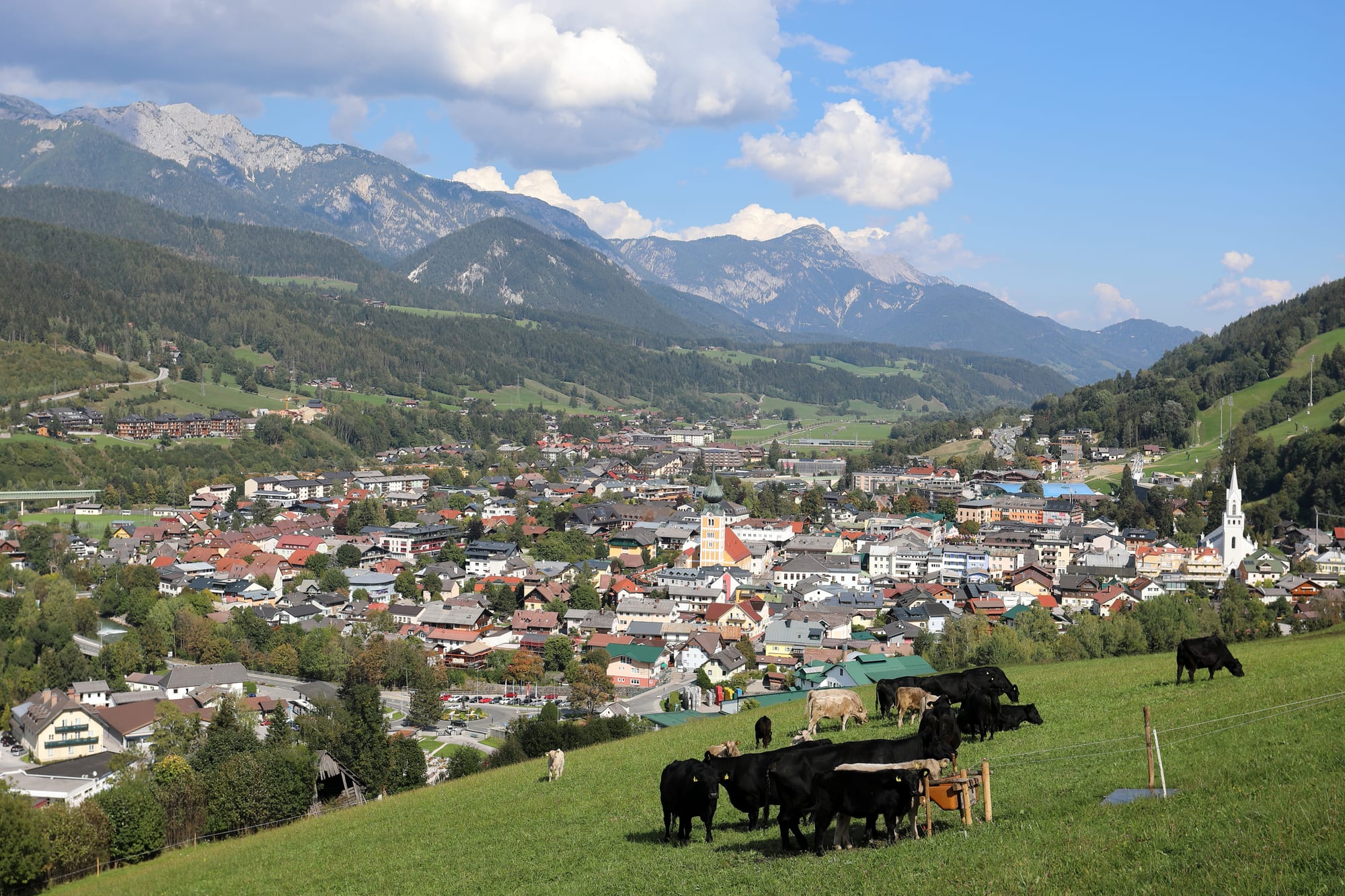 A valley town of red and grey roofs with two church towers, seen from a pasture with black cattle, beneath rocky peaks