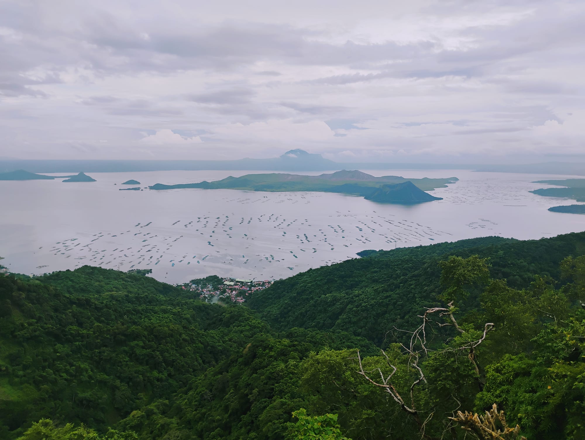 Forested slopes falling away to a wide pale lake with a low volcanic island at its centre and fish pens covering the water