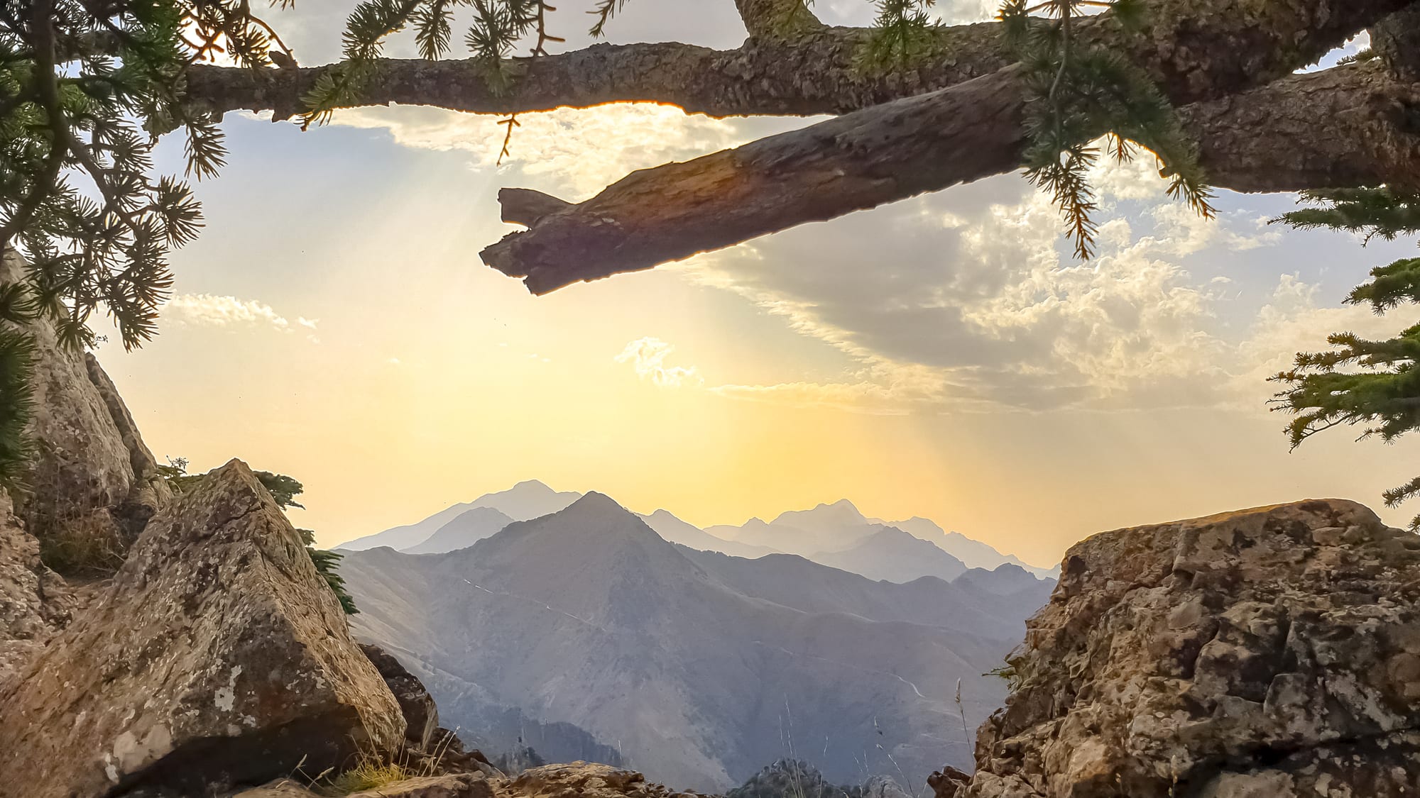 Hazy ridges of the Djurdjura mountains at sunset, framed by rocks and the branches of a cedar tree