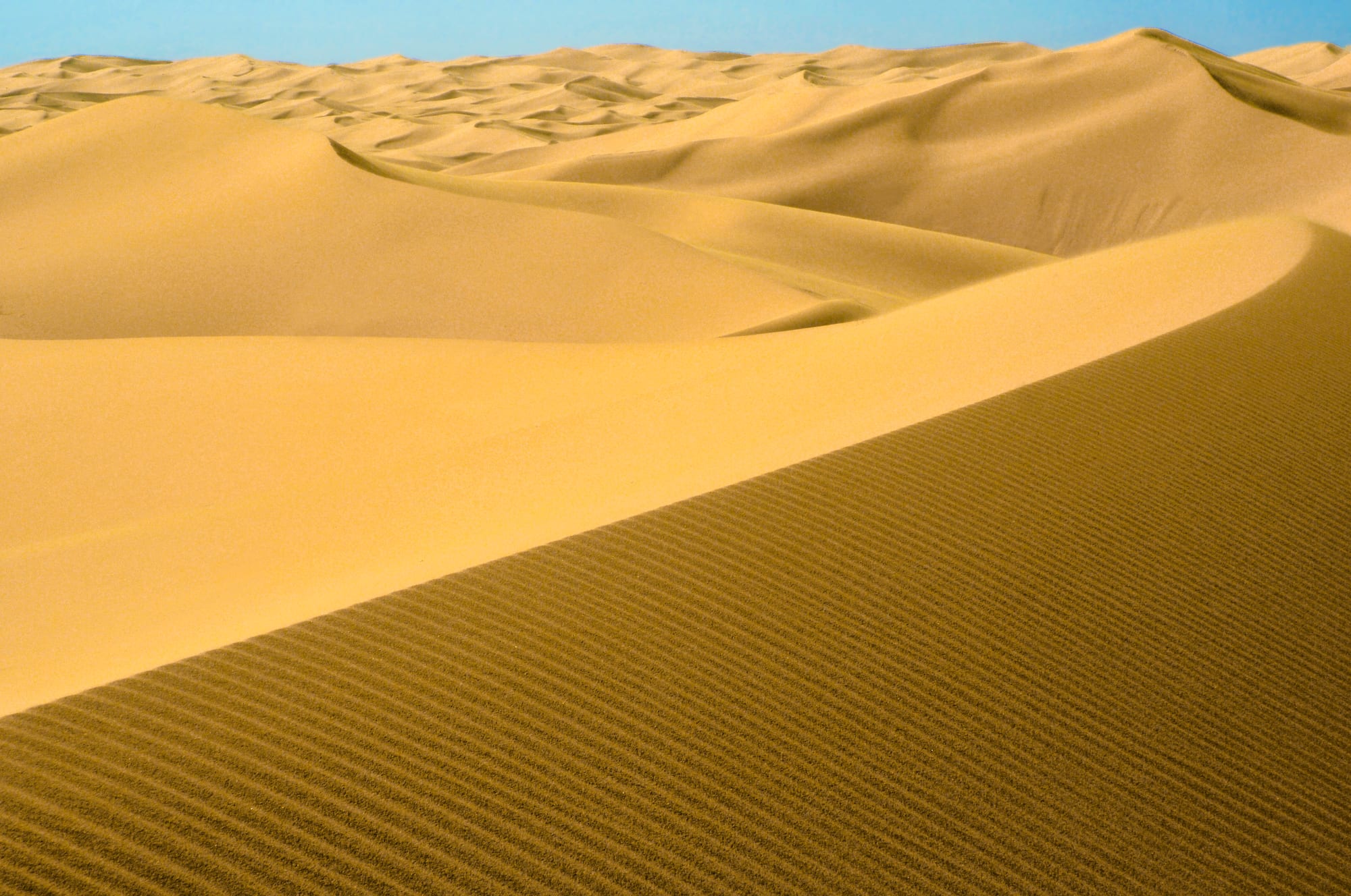 Rippled golden sand dunes rolling away in smooth ridges towards the horizon under a clear blue sky