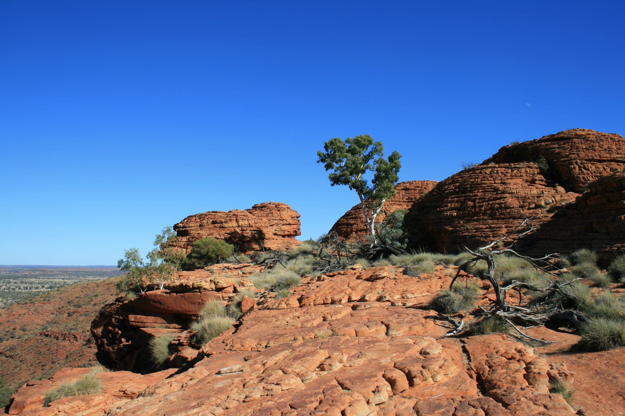 Weathered red sandstone domes and a lone white-barked gum tree on a rocky rim under a deep blue sky