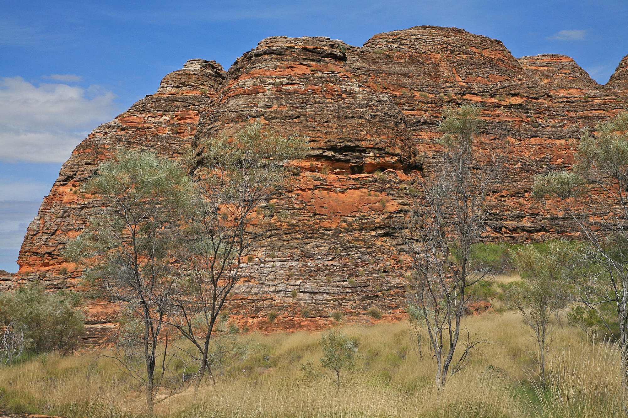 Beehive-shaped sandstone domes banded in orange and grey, rising behind spinifex grass and slender trees