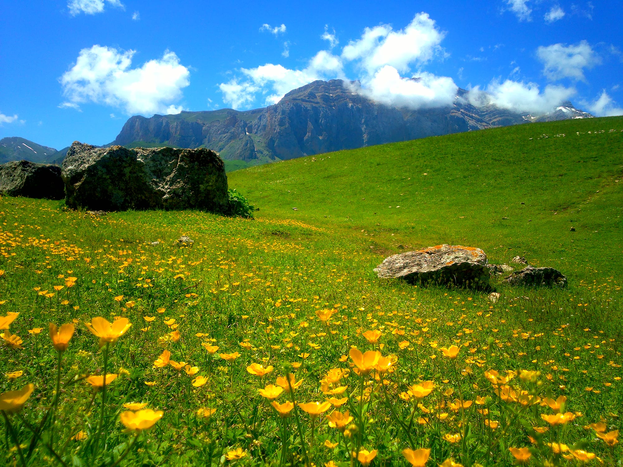A green alpine meadow full of yellow wild flowers and boulders below grey cliffs and cloud-topped peaks