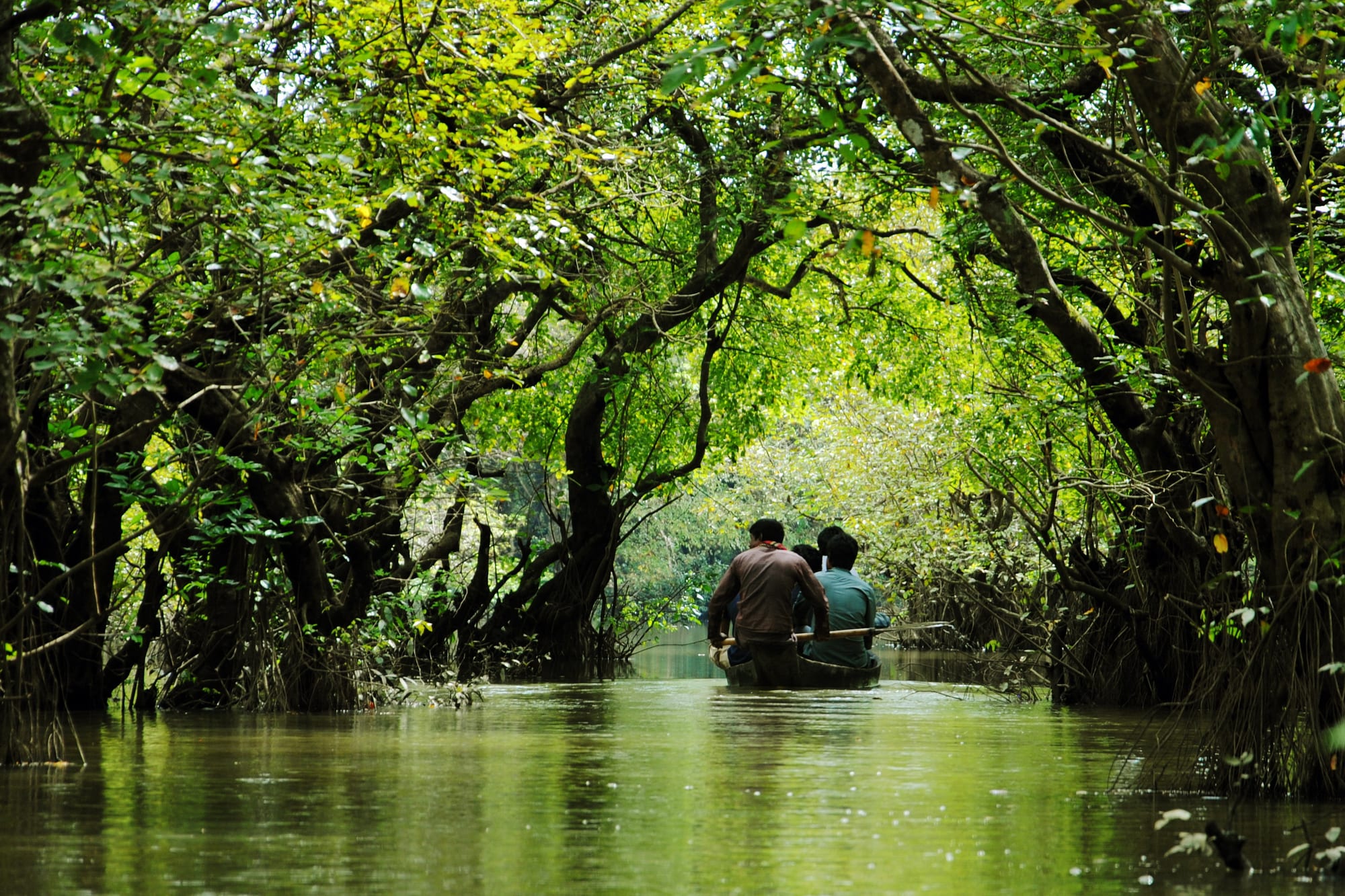 A wooden boat carrying three people glides along a green channel under the arching trees of a flooded forest