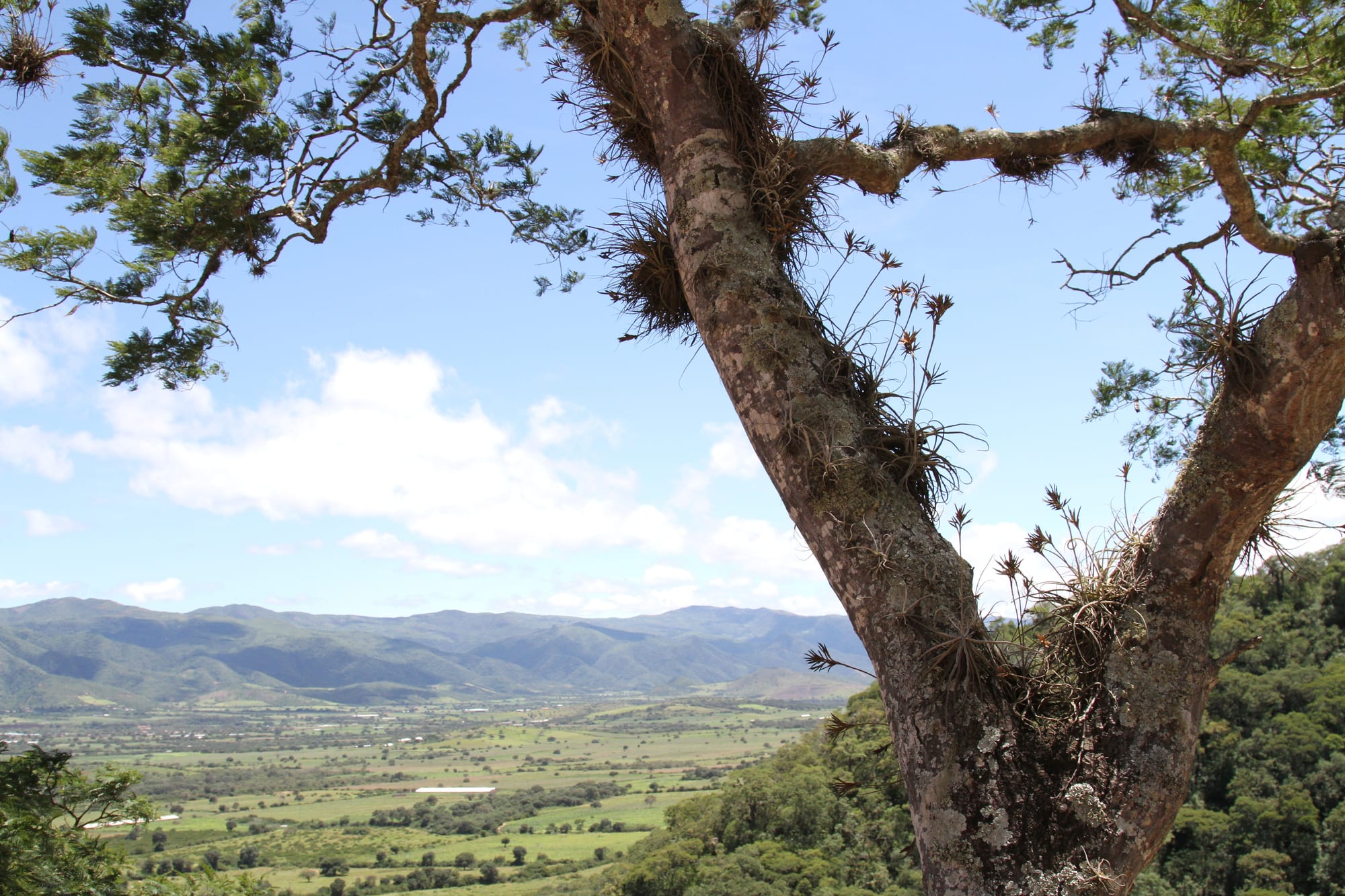 Green farmland on a valley floor with forested hills beyond, framed by a tree hung with air plants