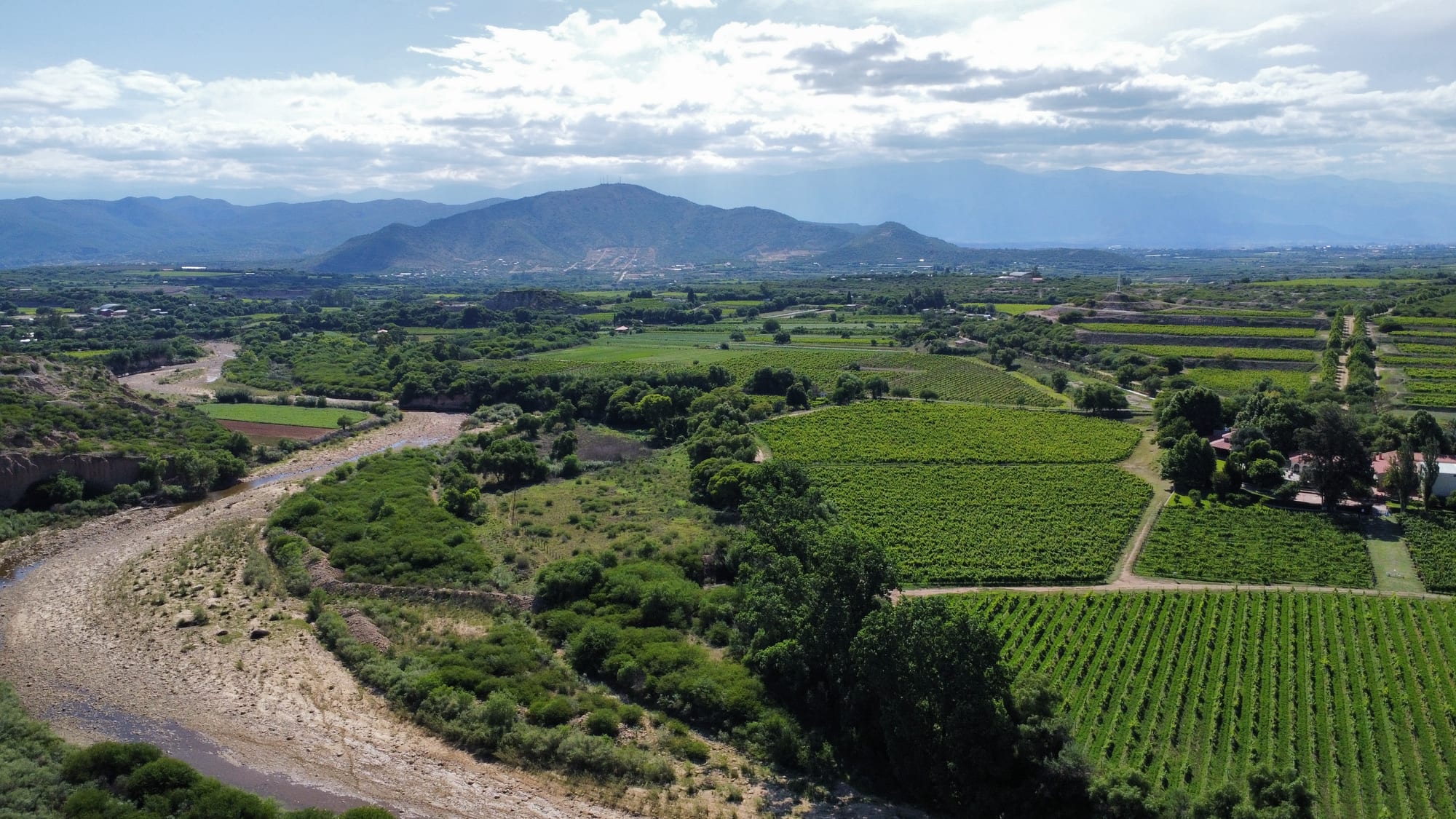 Aerial view of green vineyard rows and woodland beside a wide, mostly dry riverbed, with mountains under a cloudy sky beyond