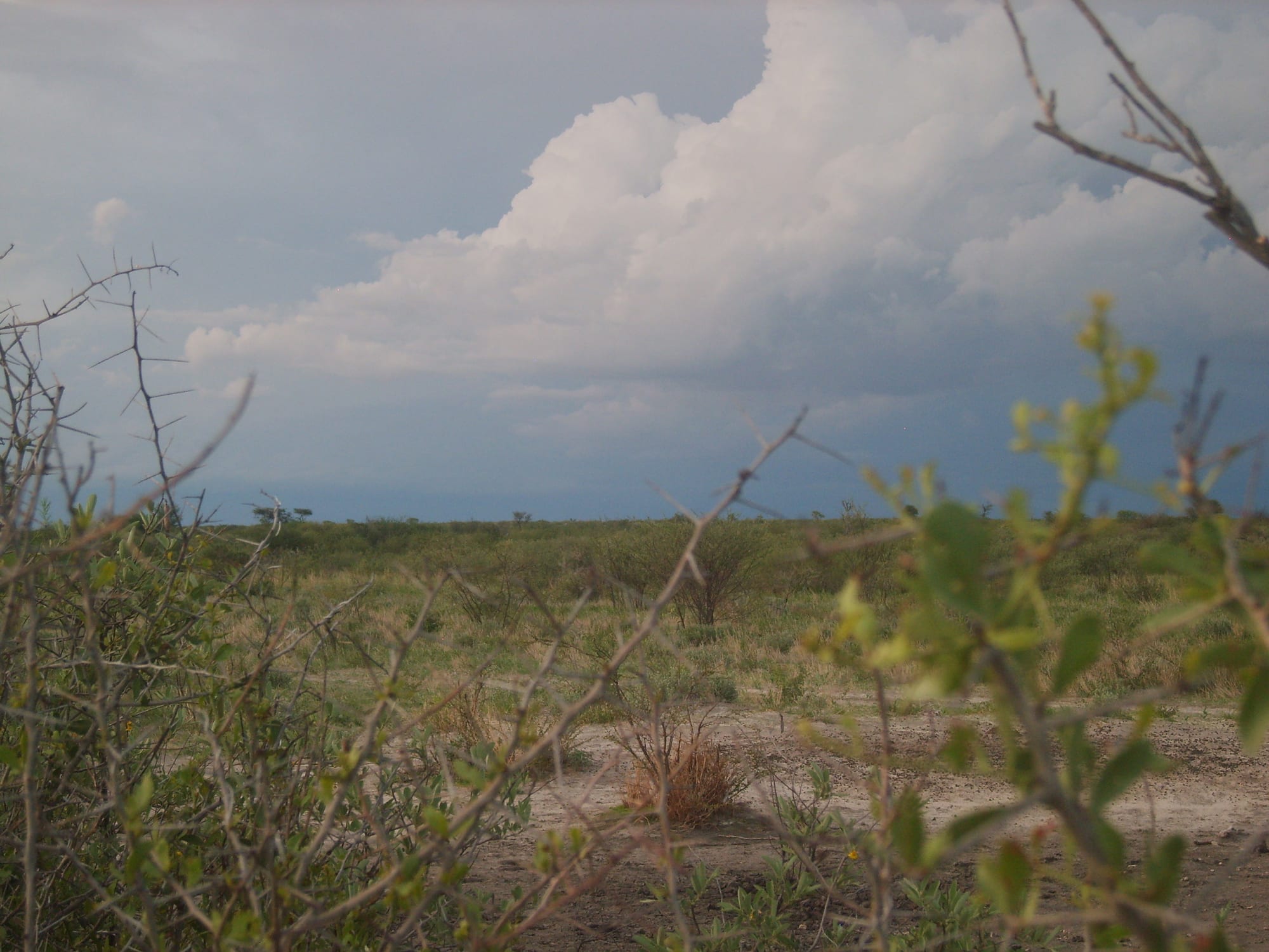 Flat green Kalahari scrubland under towering white thunderclouds, seen through thorny branches