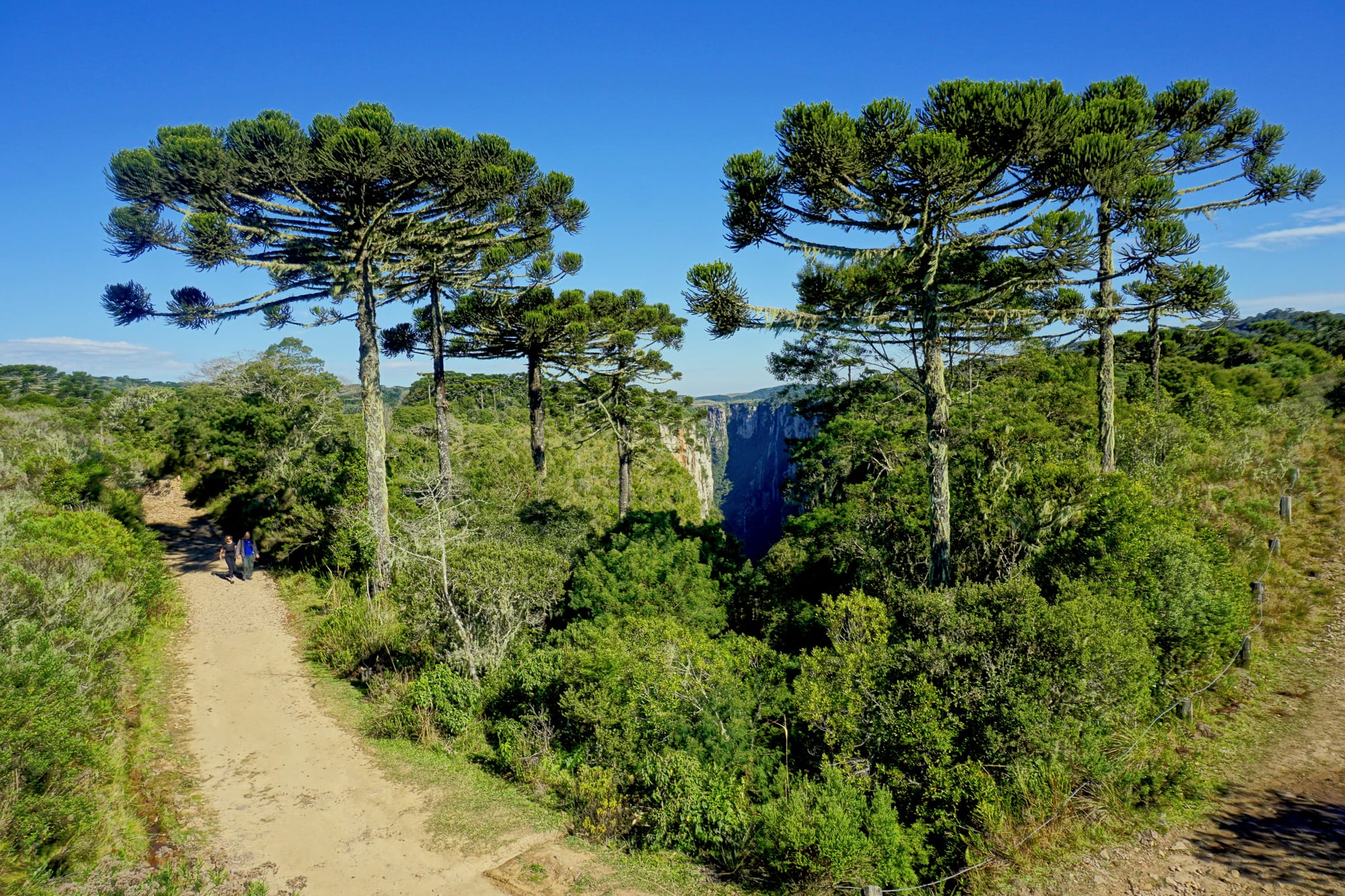 Tall araucaria pines above green scrub and a dirt path, with the sheer rock walls of a canyon in the distance
