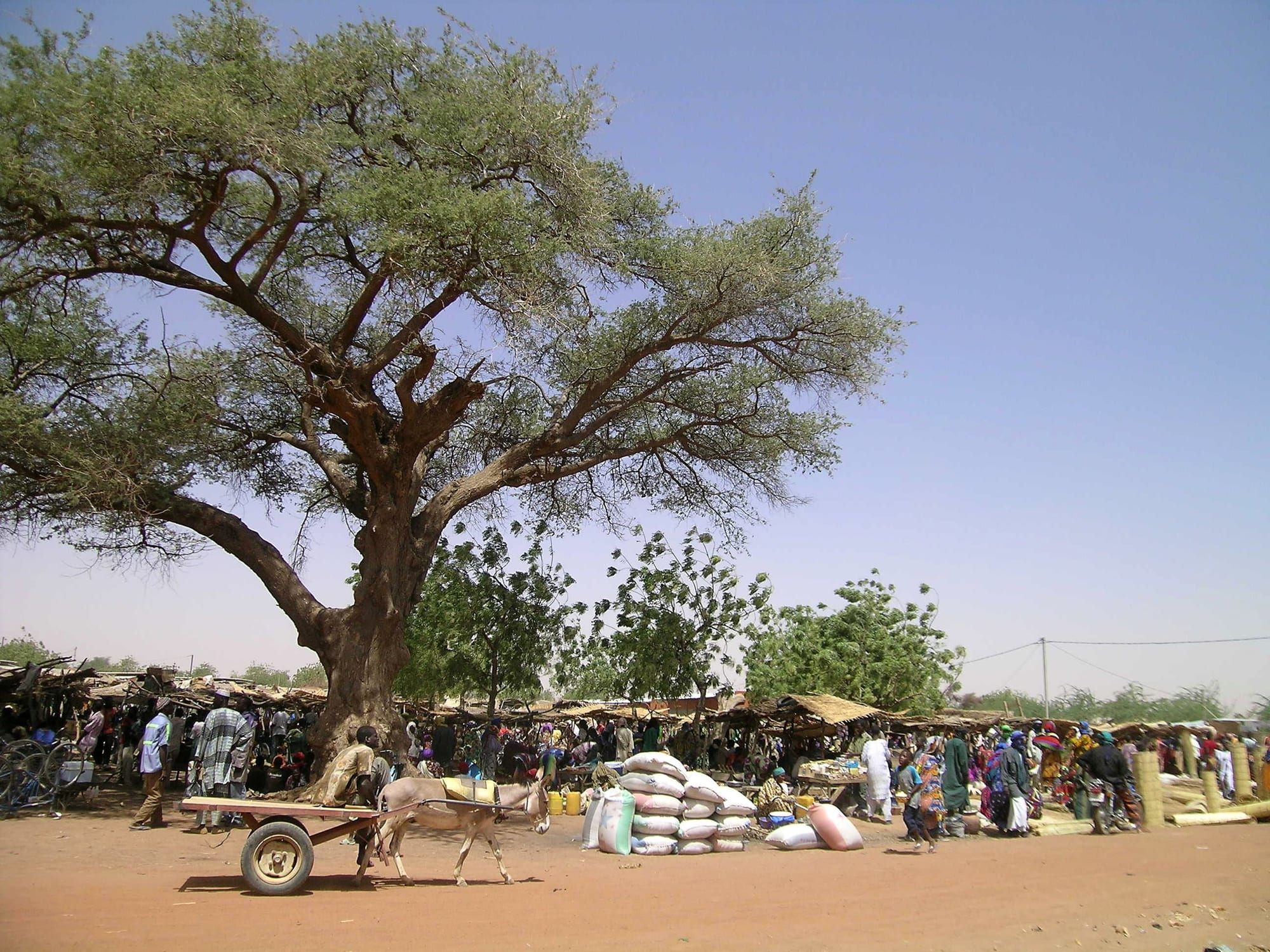 A large acacia tree over a sandy market ground with sacks of grain, a donkey cart and stalls under thatched shelters