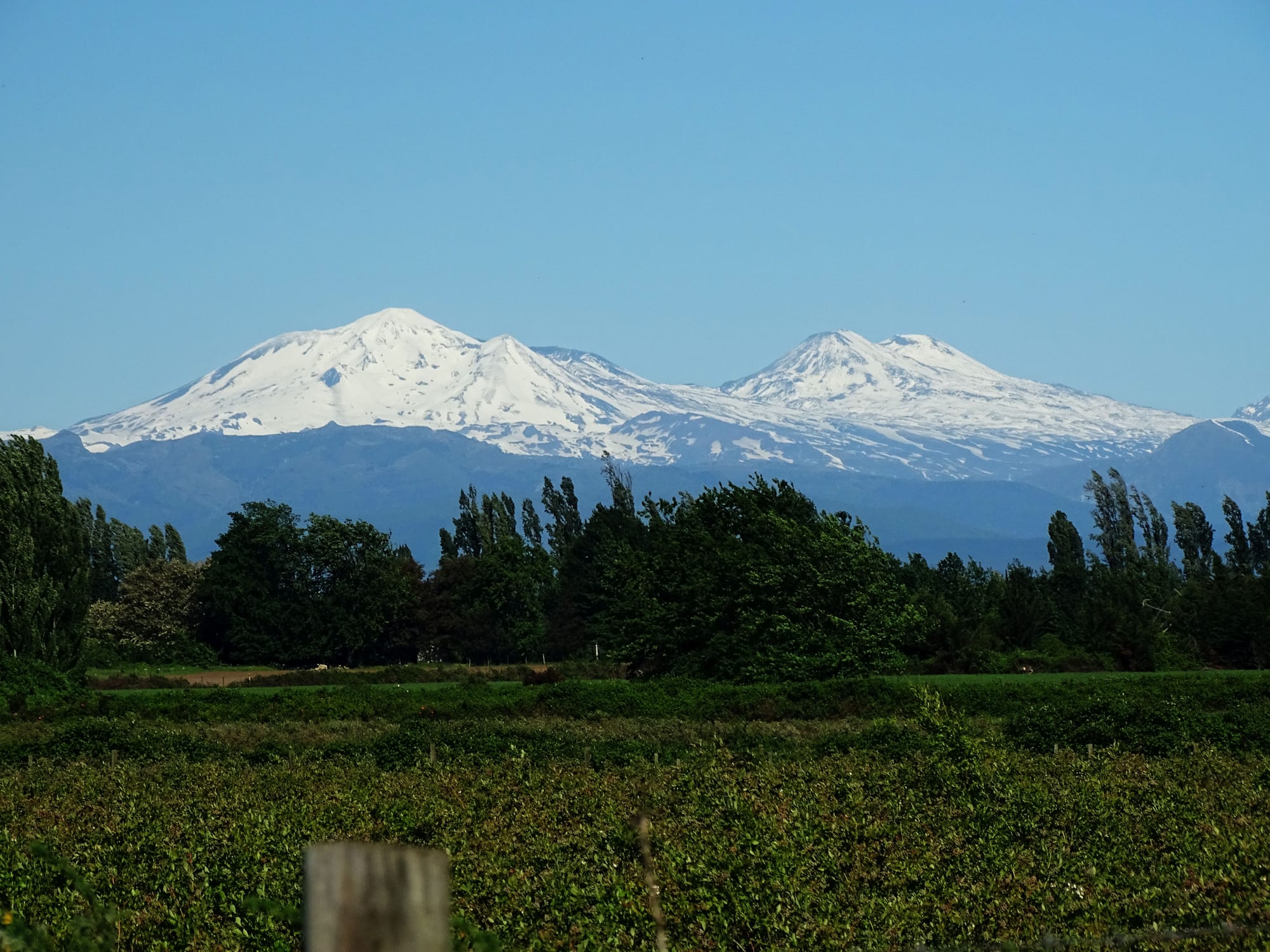 Snow-covered volcanic peaks of the Nevados de Chillán rising behind poplars and green farmland under a clear blue sky