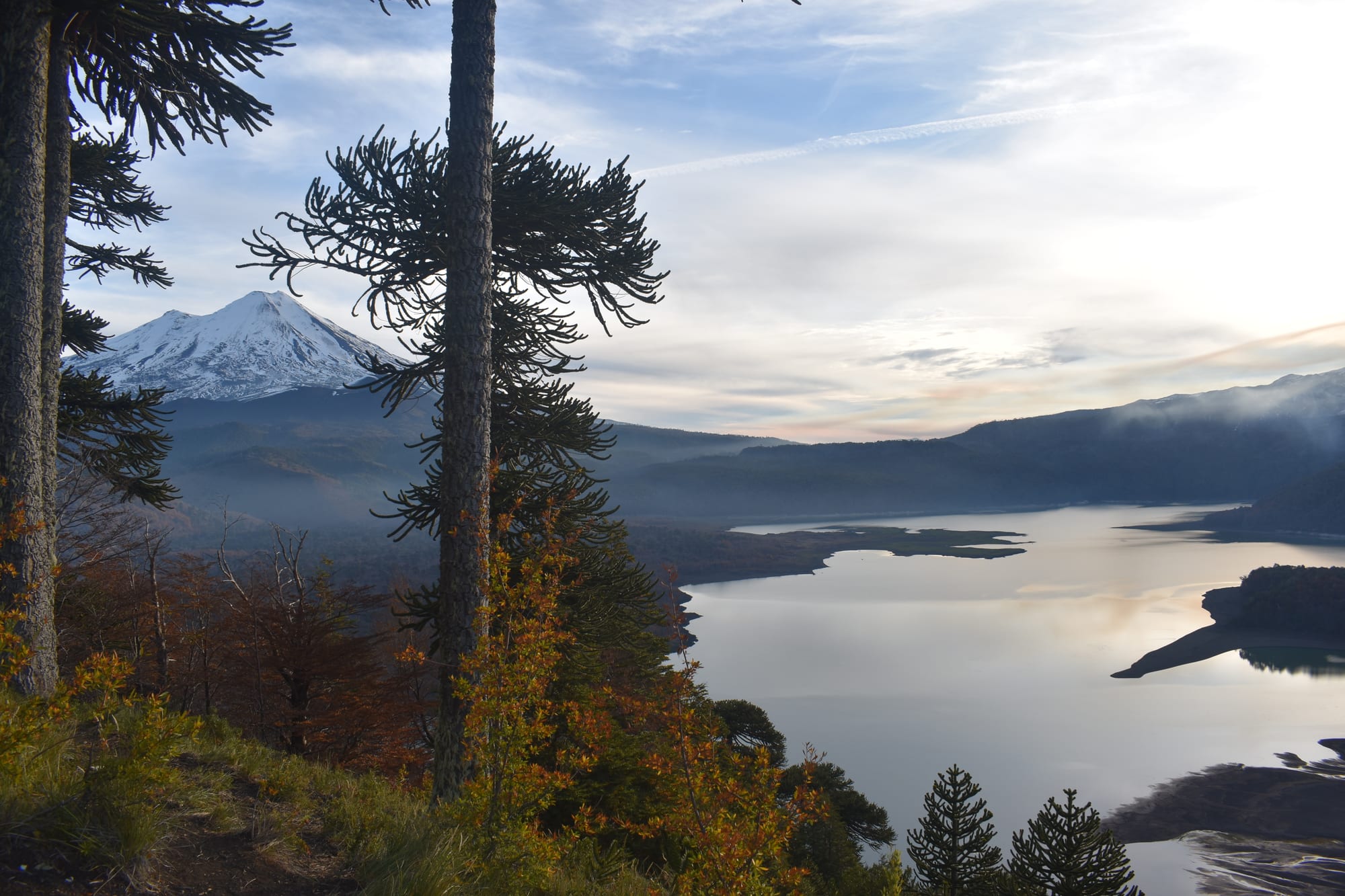Tall araucaria trees and autumn shrubs framing a snow-capped volcano and a still lake with wooded shores