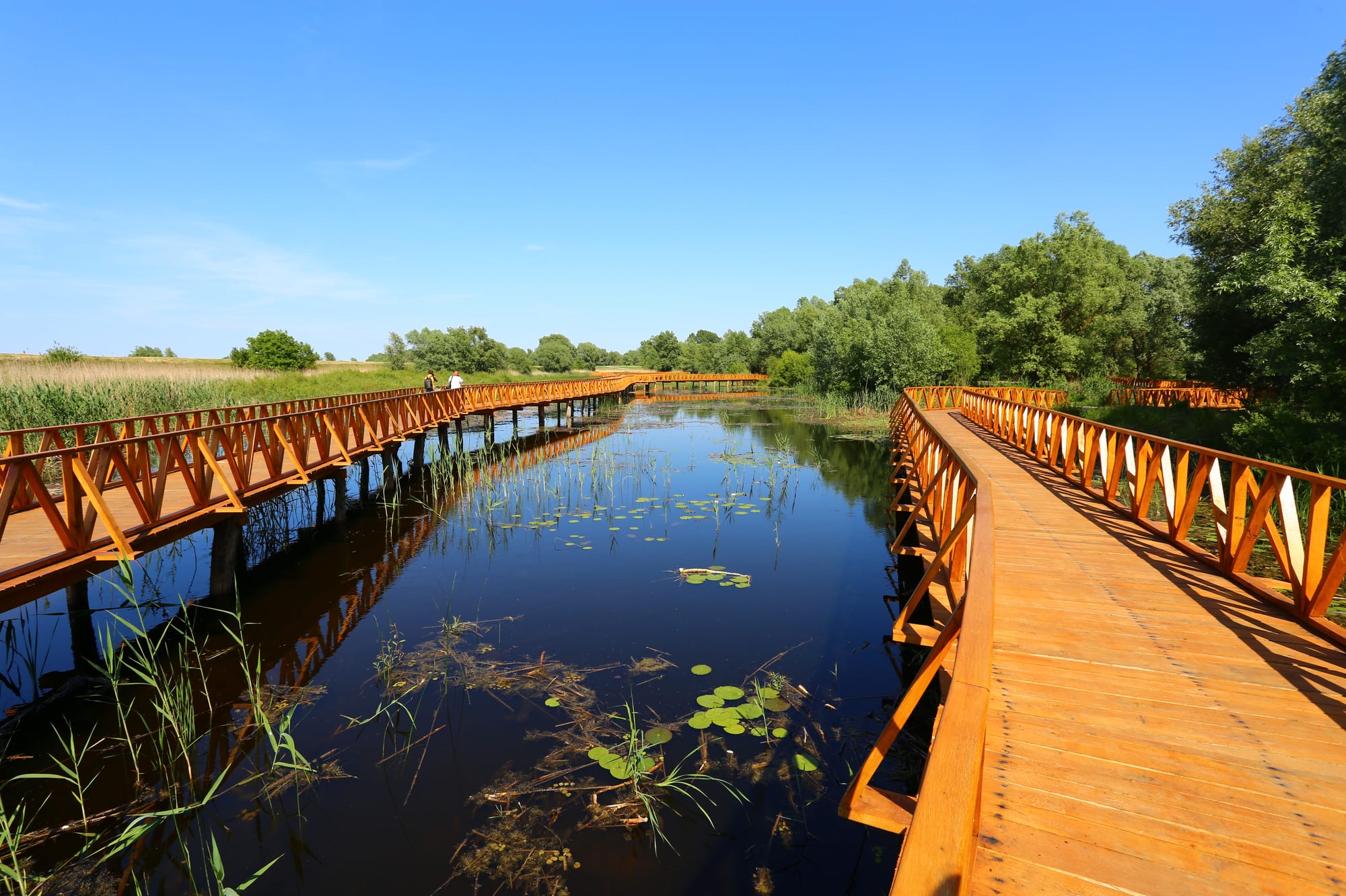 Orange wooden boardwalk curving over still marsh water with water lilies and reeds, willow trees and a clear blue sky