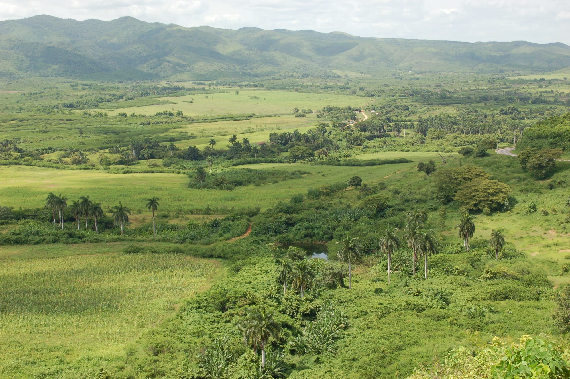 Green fields and royal palms spreading across a wide valley towards a line of forested hills