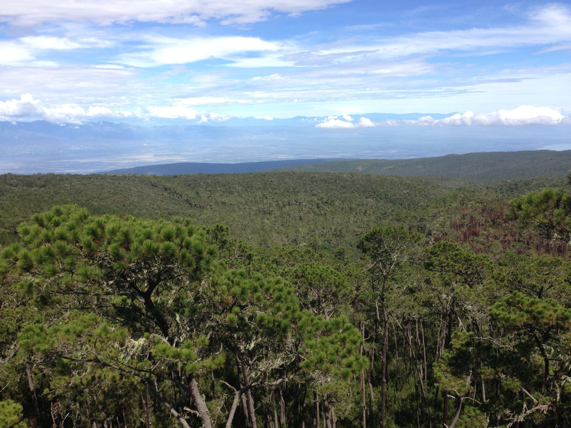 Pine forest covering rolling mountain slopes, with a wide hazy lowland and distant ranges under a blue sky