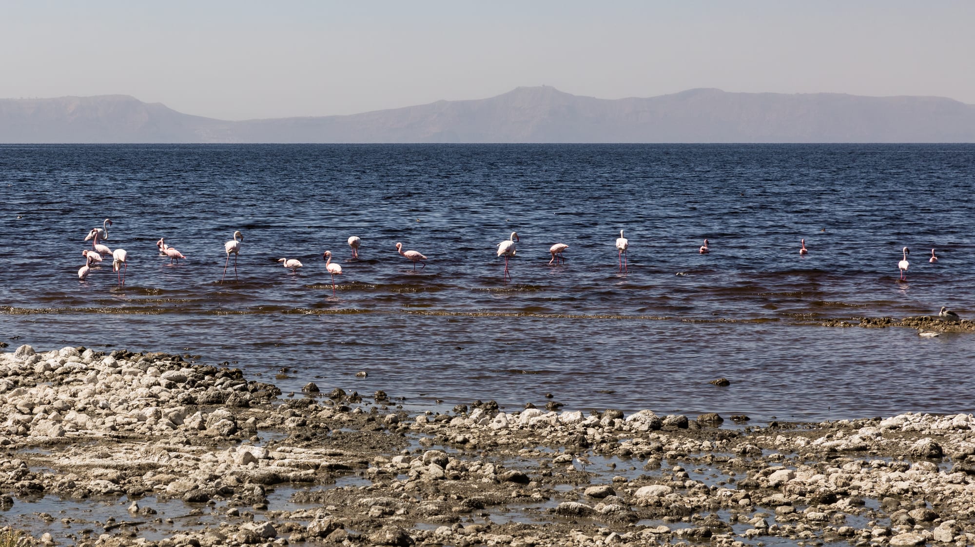 Flamingos wading in the blue water of Lake Shalla, with a stony white shore in front and hazy hills beyond