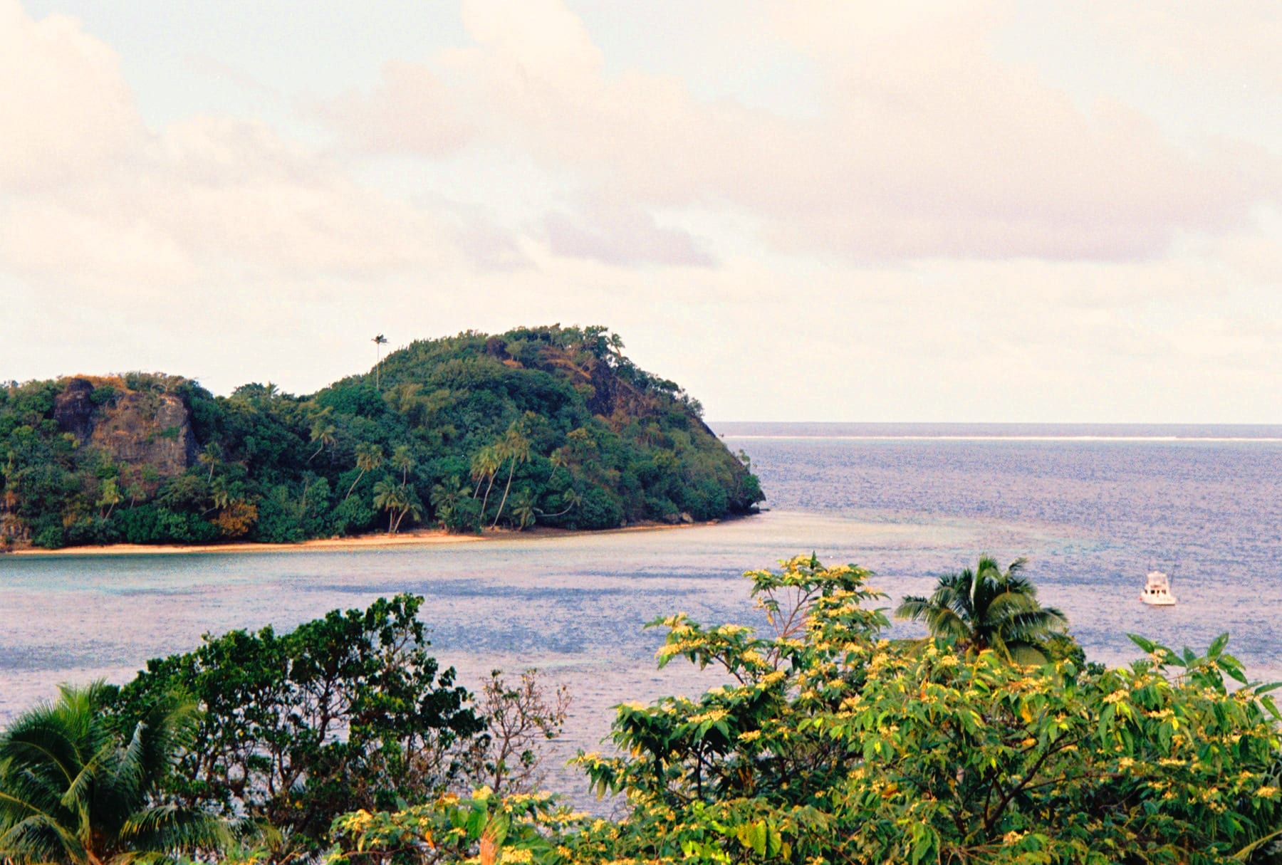 A forested headland and calm bay seen through flowering shrubs, with a line of surf on a distant reef on the horizon