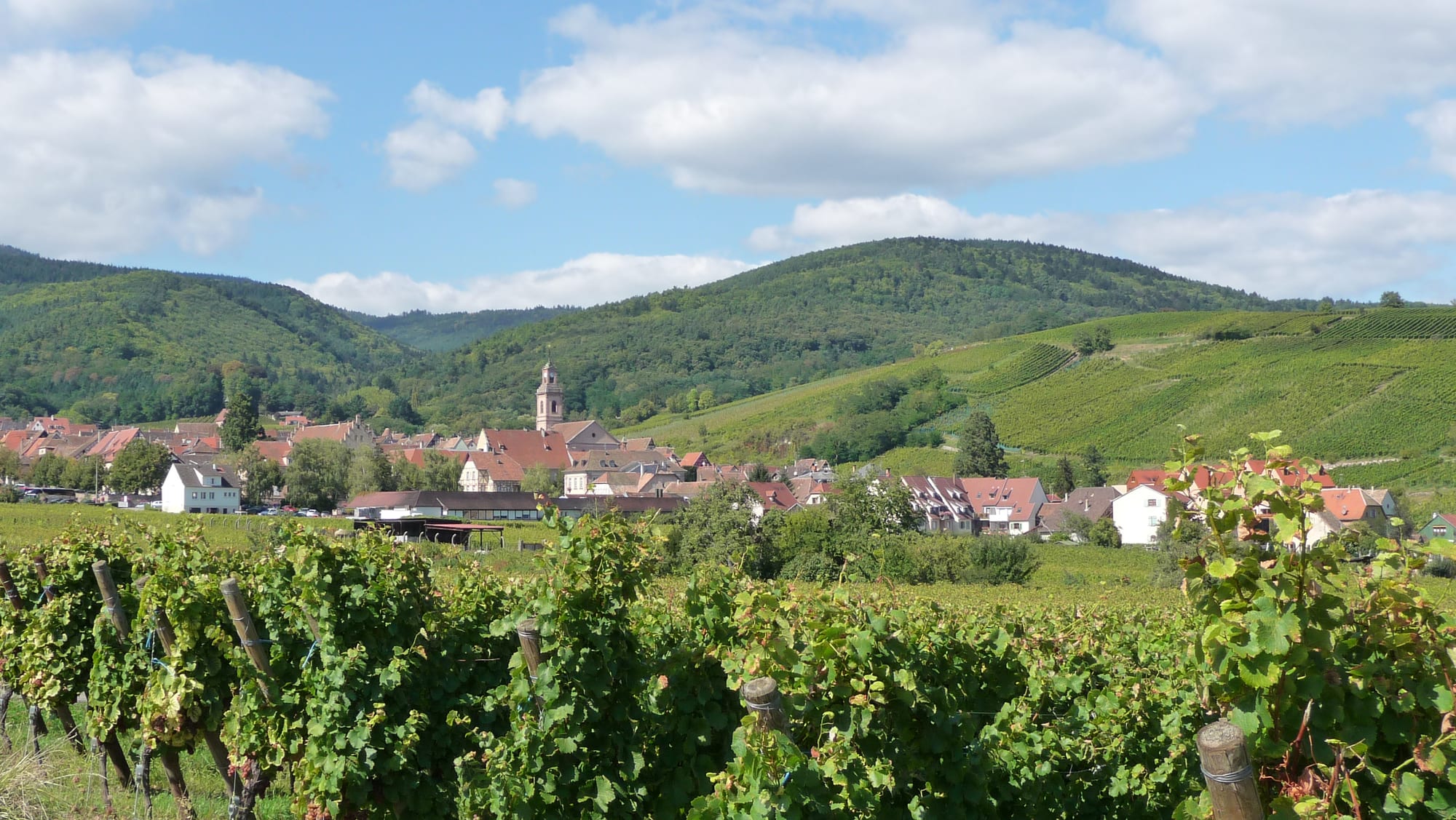 Rows of grapevines in the foreground, a village of red-roofed houses and a church tower beyond, and vineyard slopes rising to forested hills