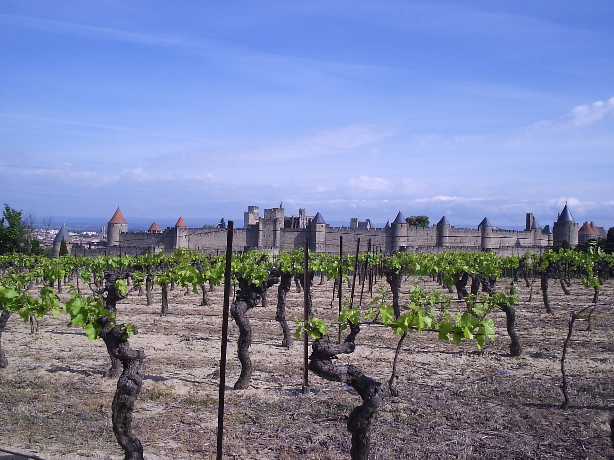 Rows of young grapevines in the foreground with the turreted walls of a medieval fortified city behind, under a blue sky