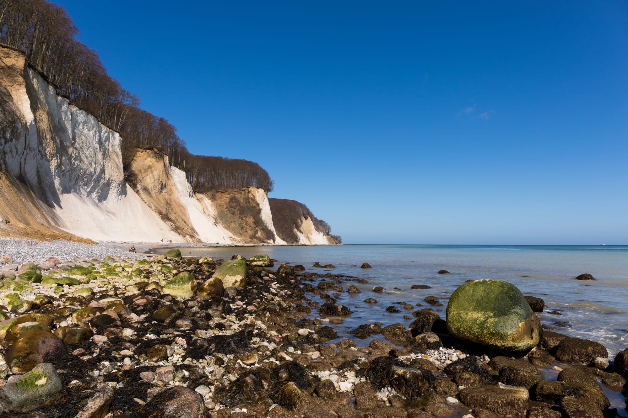 White chalk cliffs topped with bare beech forest above a stony beach with mossy boulders and a calm blue sea